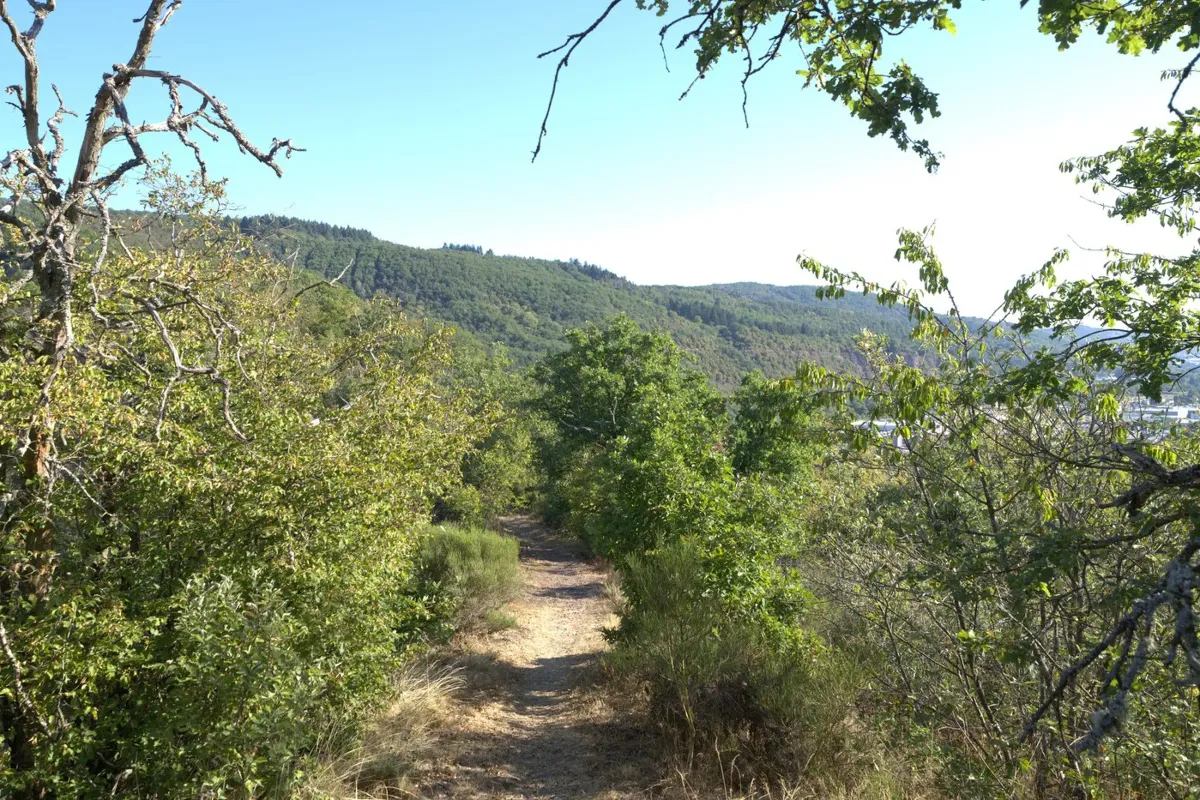 Blick ins Nahebergland — Waldweite, die den Raum öffnet Poster