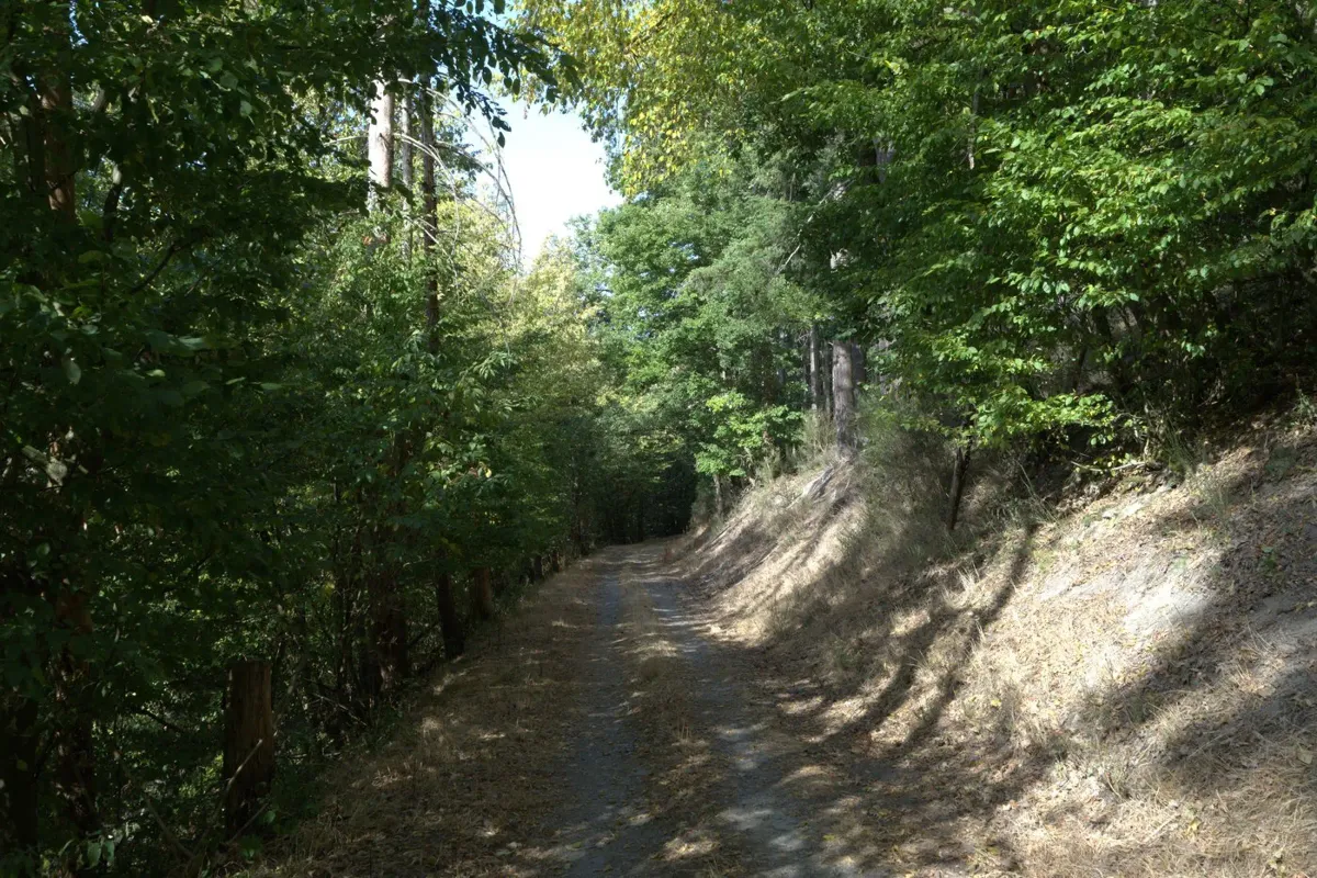 Waldschatten im Sommer — wo der Weg ins Grüne führt Poster