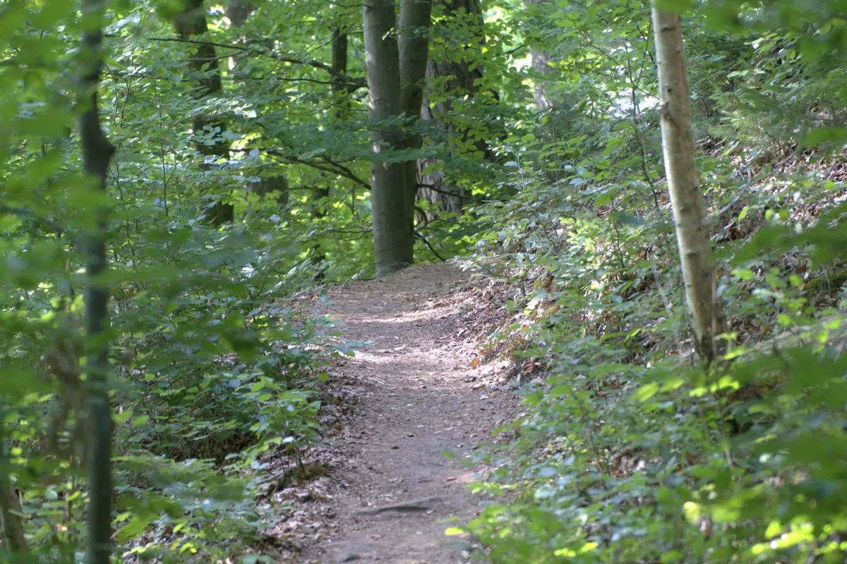 Waldweg im Sommer — wo der Pfad ins Grüne führt Poster