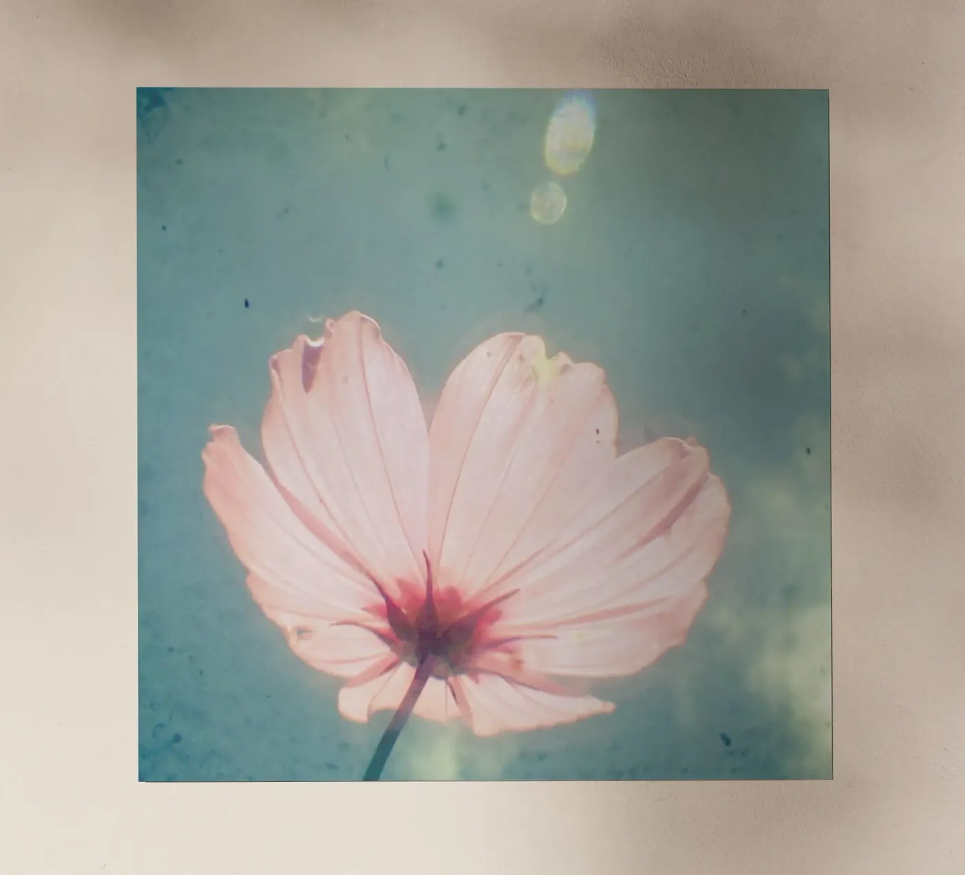 Sono felice pellicola backlit da Cassia Beck Photography