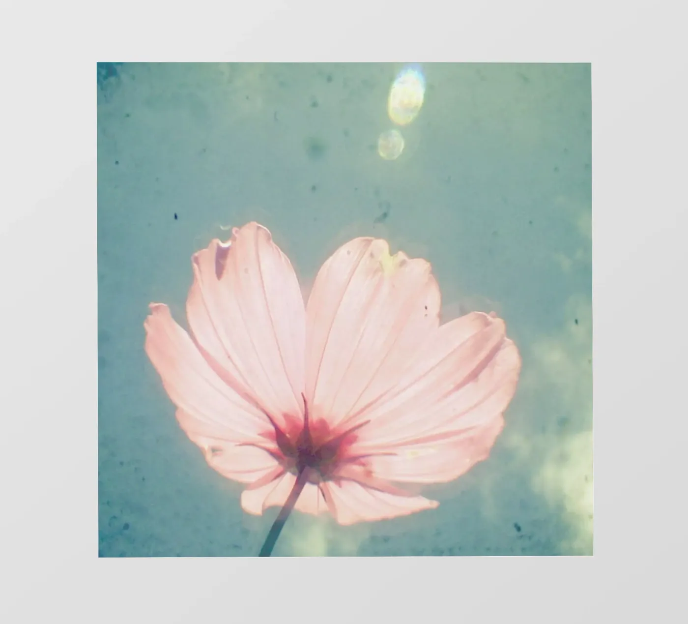 Sono felice pellicola backlit da Cassia Beck Photography