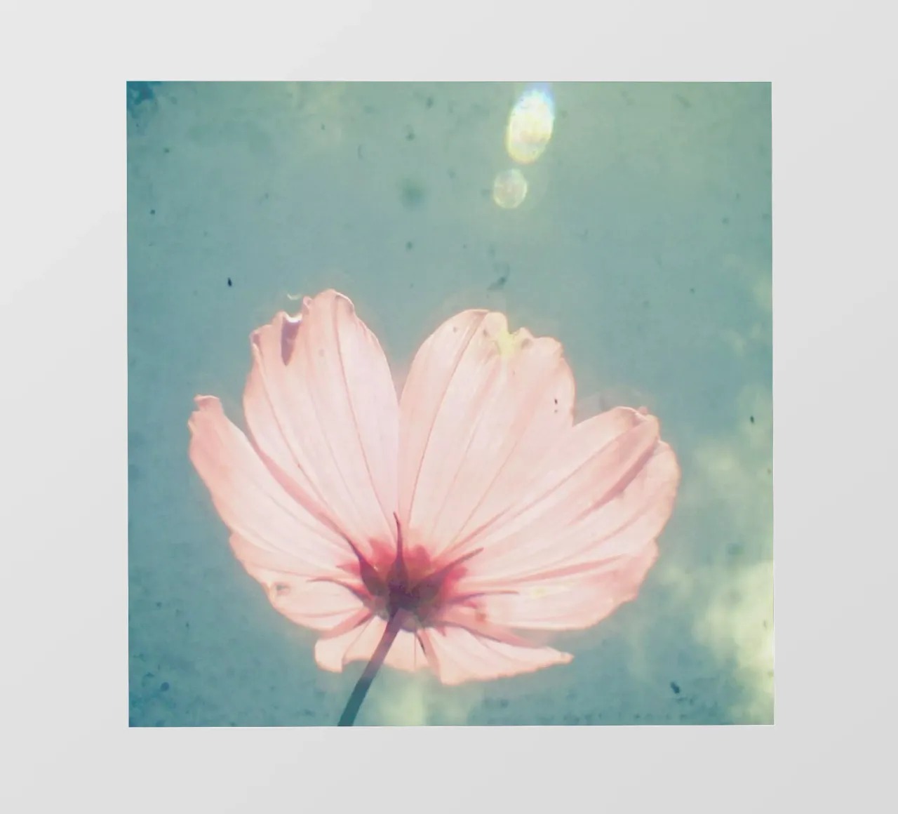 Sono felice pellicola backlit da Cassia Beck Photography