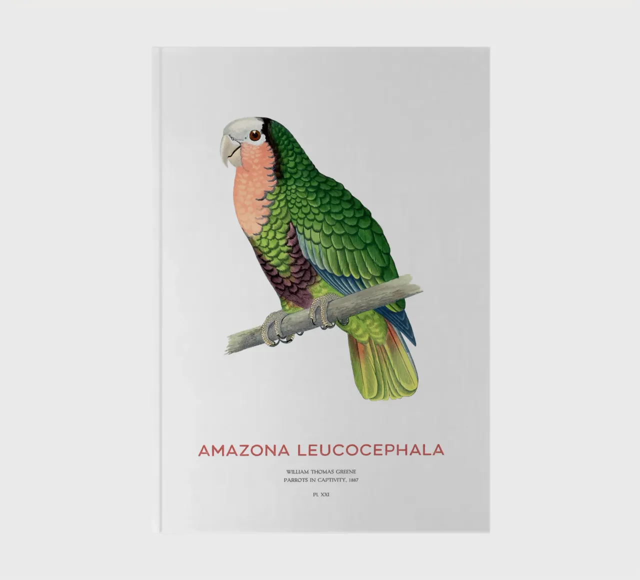 The Cuban parrot and the rose-throated parrot, is a medium-s notebook by Vintagrafica