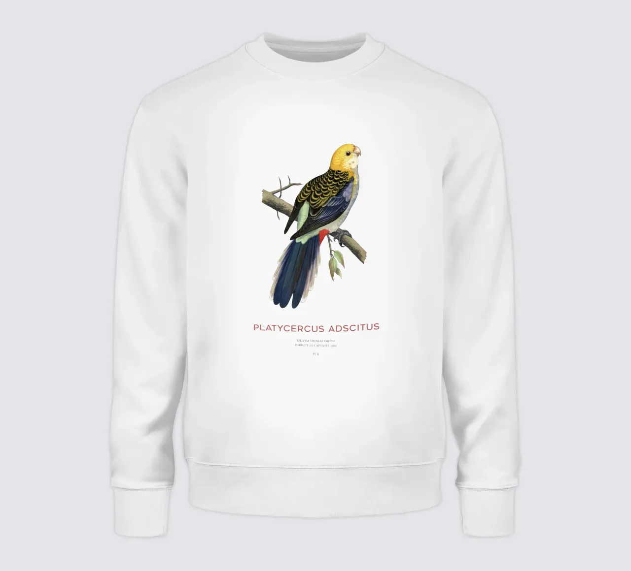 Blassköpfige Rosella oder Platycercus adscitus Sweatshirt von Vintagrafica
