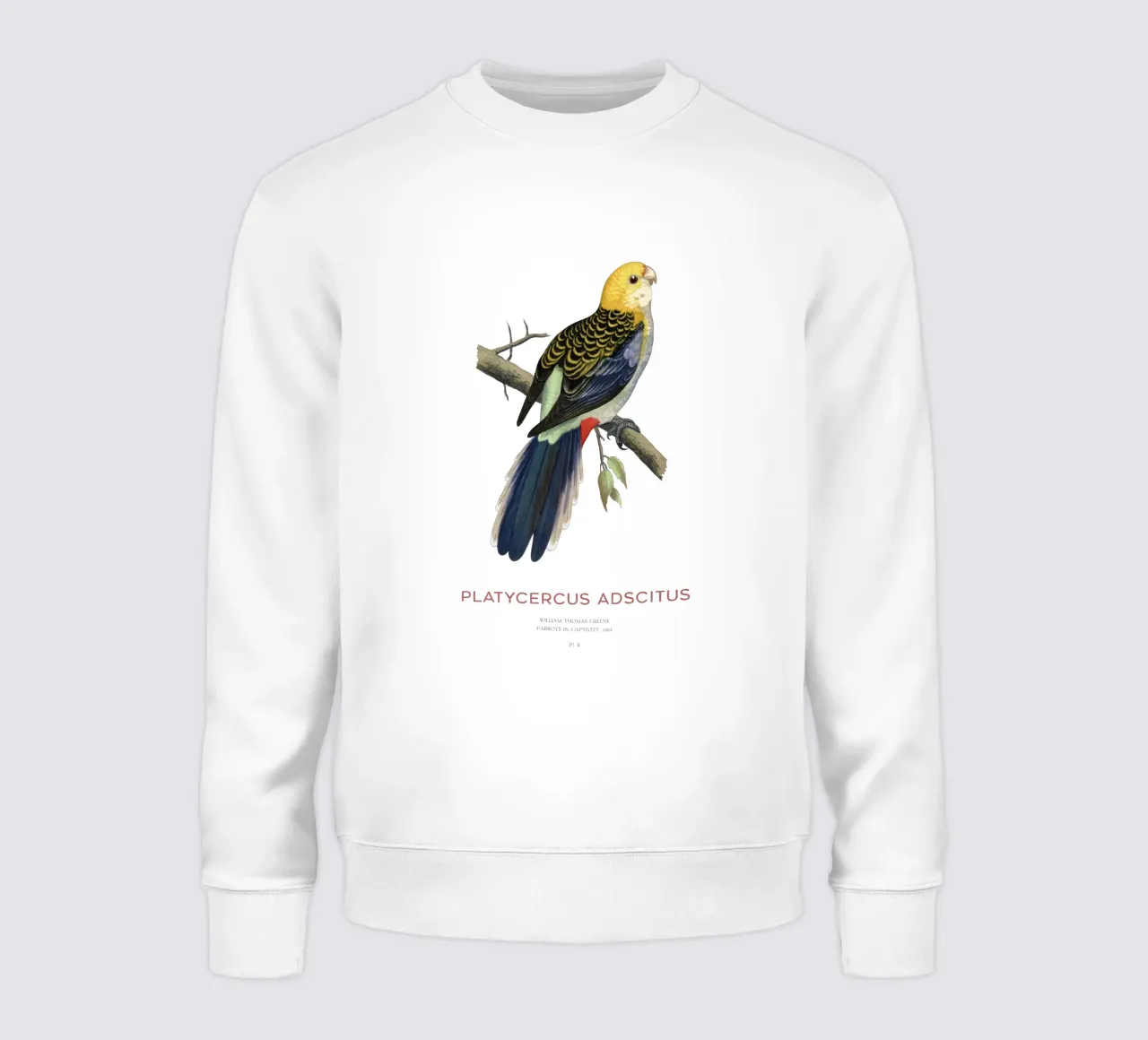 Blassköpfige Rosella oder Platycercus adscitus Sweatshirt von Vintagrafica