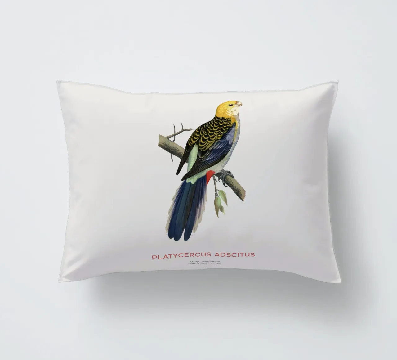 Rosella testa pallida o Platycercus adscitus cuscino da Vintagrafica