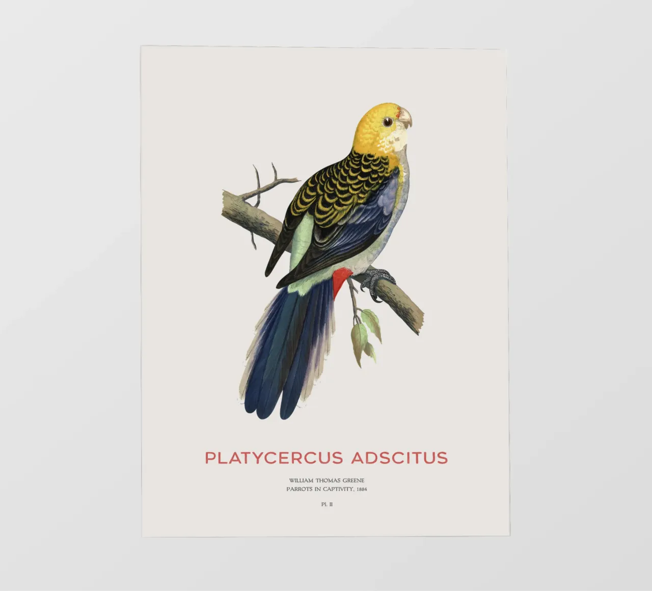 Blassköpfige Rosella oder Platycercus adscitus PVC Plane von Vintagrafica