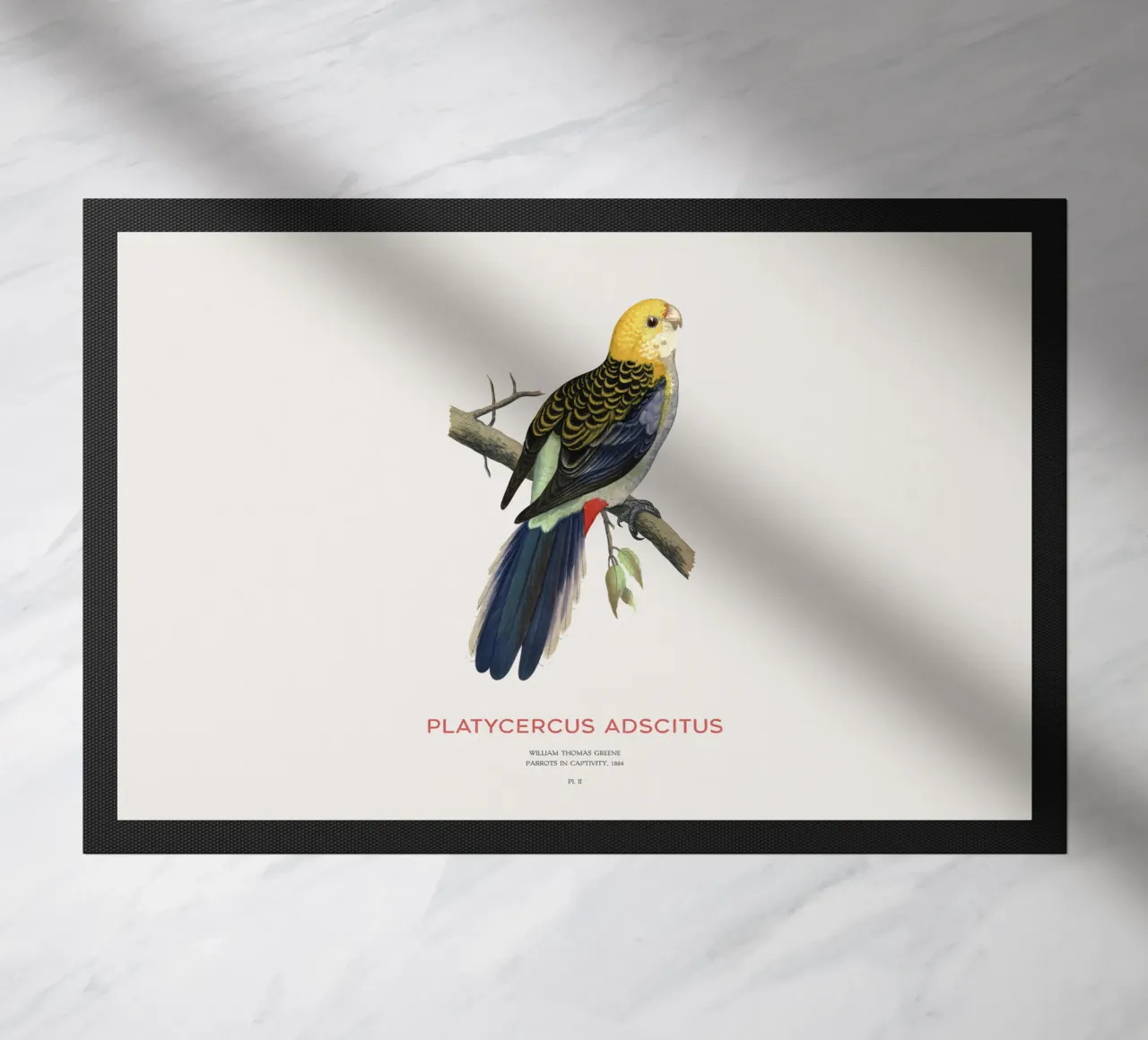 Rosella testa pallida o Platycercus adscitus zerbino da Vintagrafica