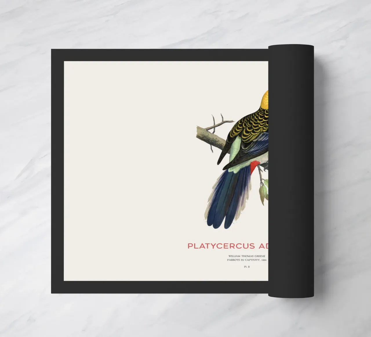 Rosella testa pallida o Platycercus adscitus zerbino da Vintagrafica