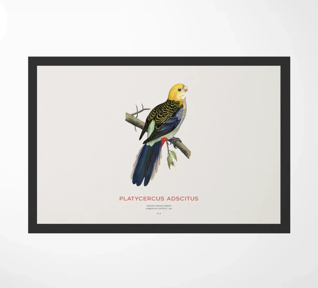 Blassköpfige Rosella oder Platycercus adscitus Fußmatte von Vintagrafica