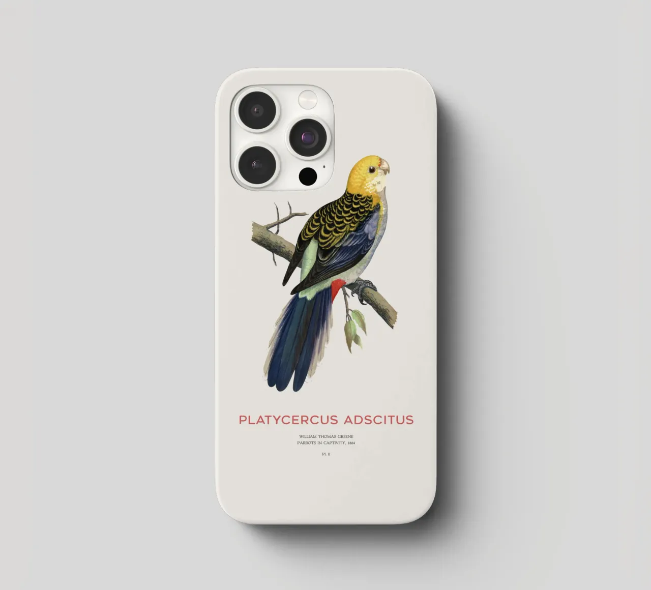 Blassköpfige Rosella oder Platycercus adscitus iPhone Hülle von Vintagrafica