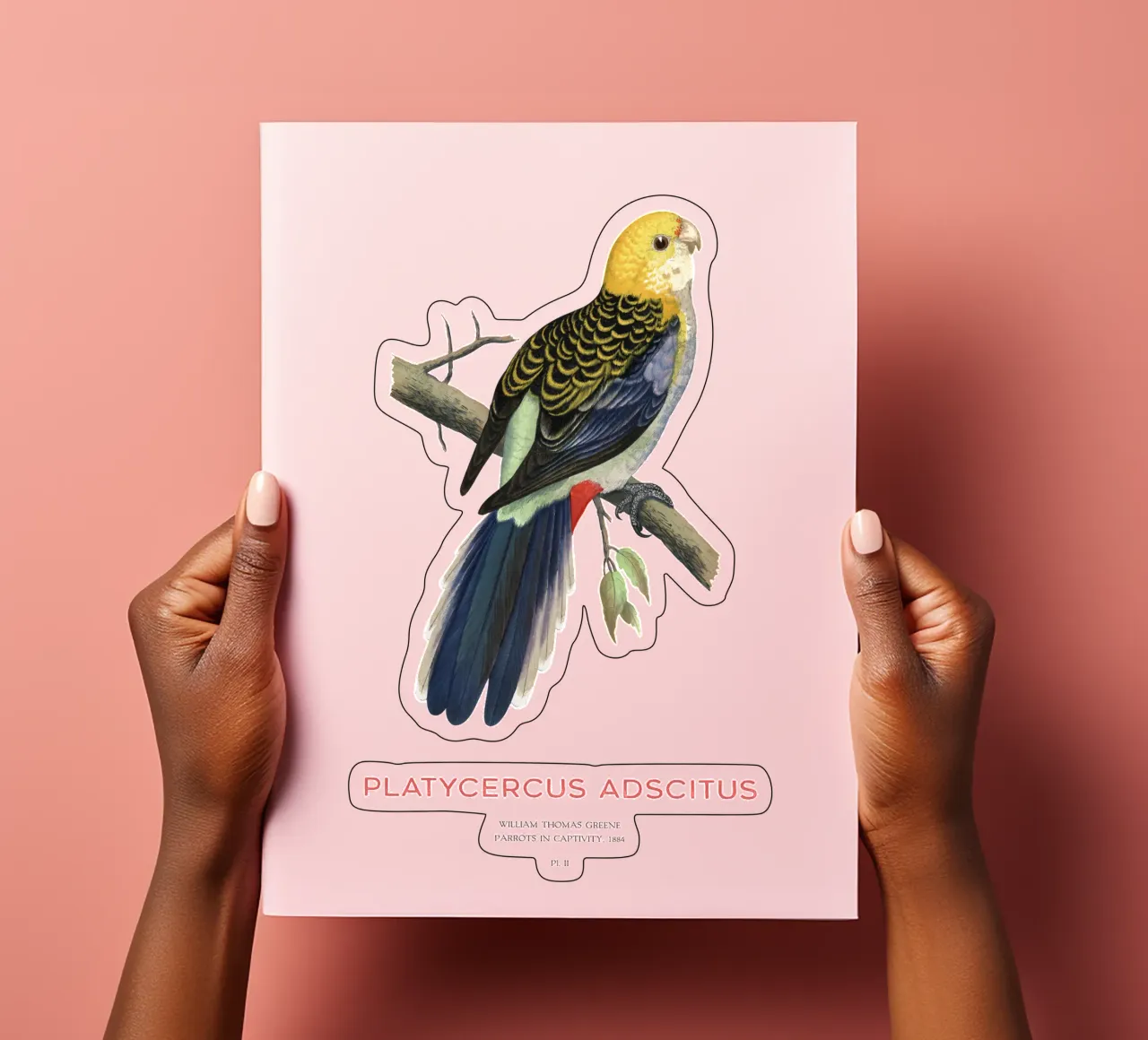 Blassköpfige Rosella oder Platycercus adscitus Stickerbogen von Vintagrafica