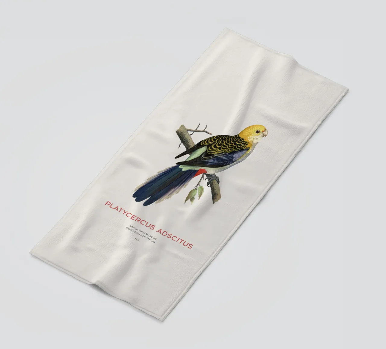 Rosella testa pallida o Platycercus adscitus telo mare da Vintagrafica