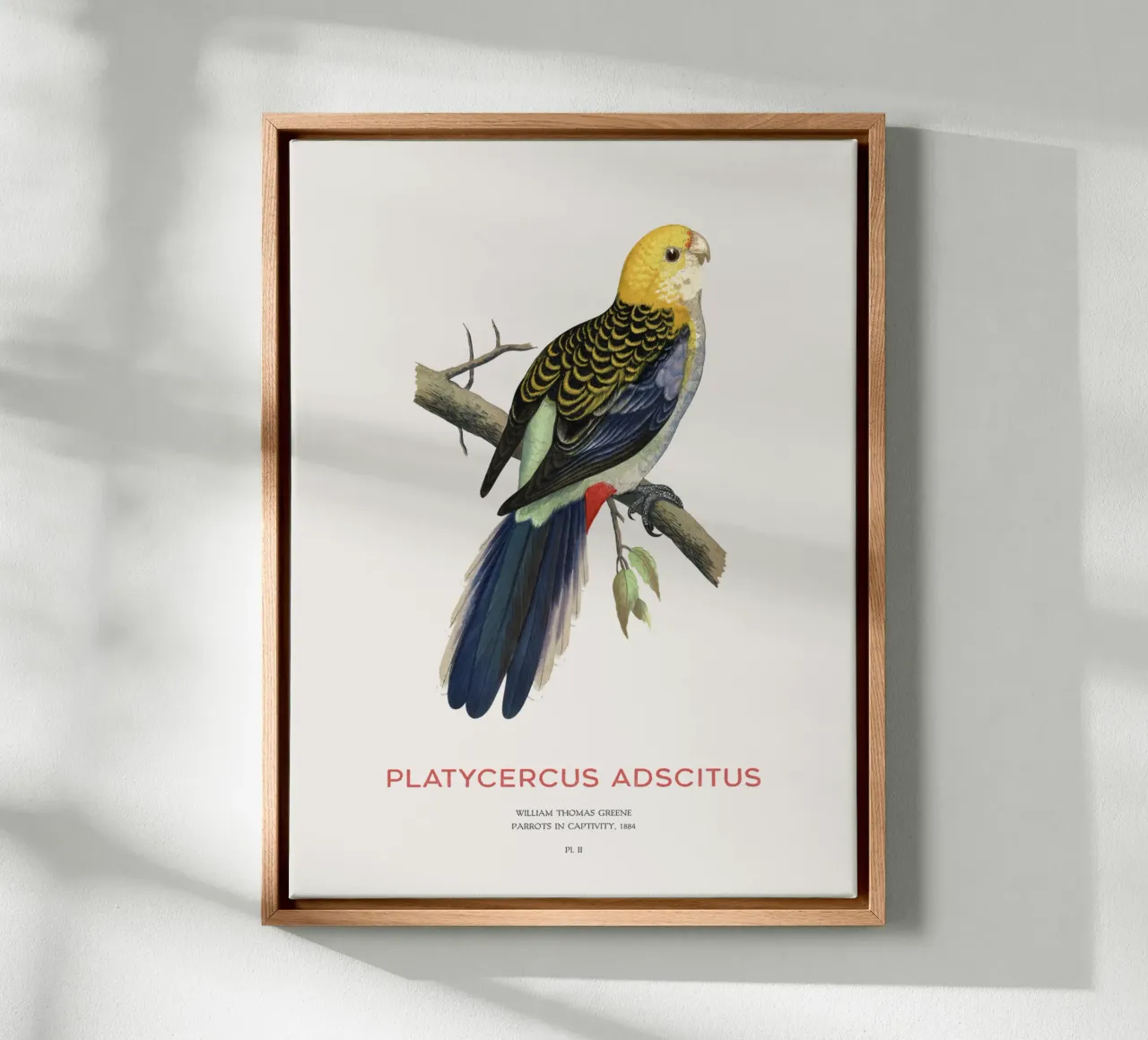Blassköpfige Rosella oder Platycercus adscitus Leinwand von Vintagrafica