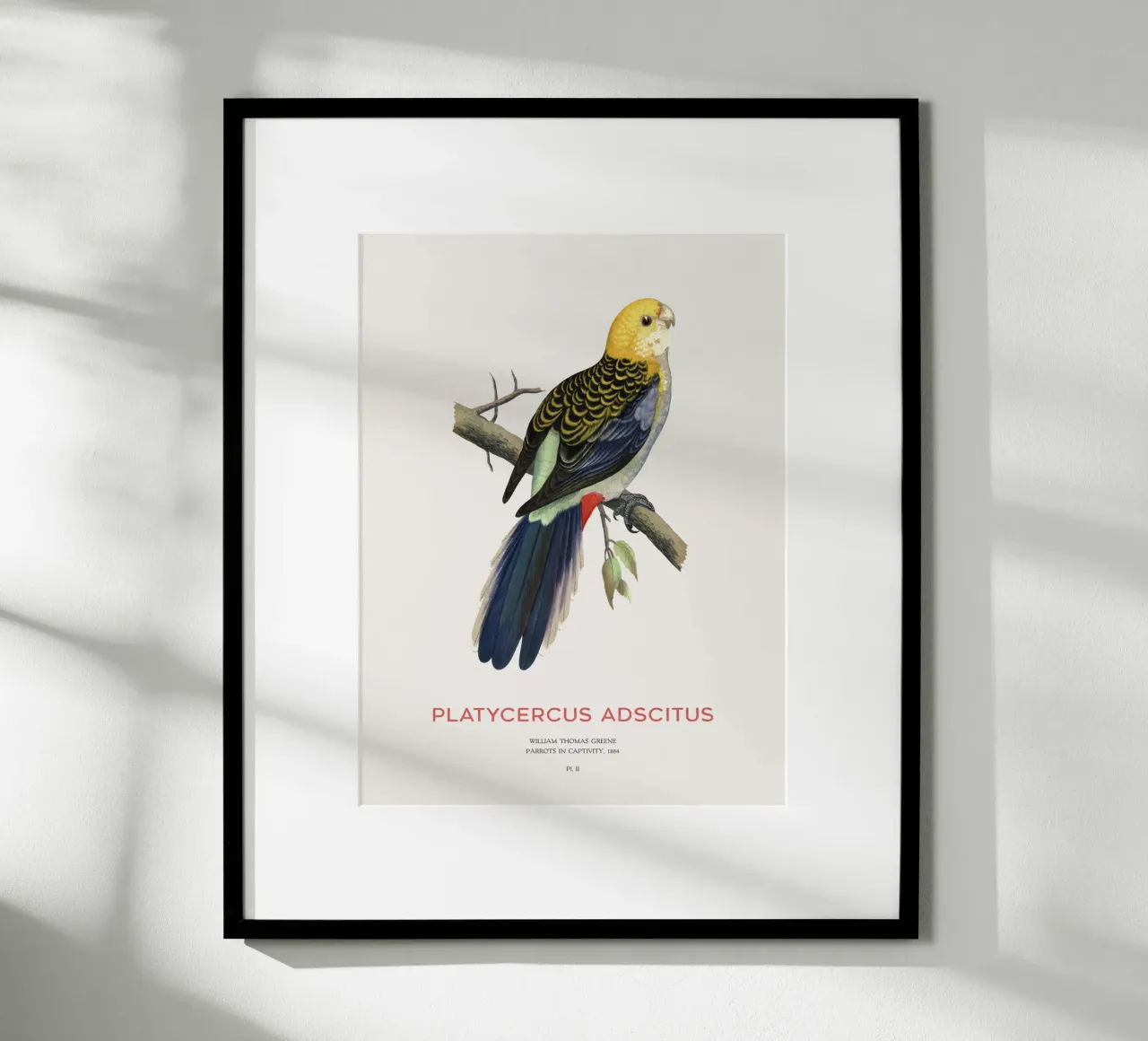 Blassköpfige Rosella oder Platycercus adscitus Hahnemühle von Vintagrafica