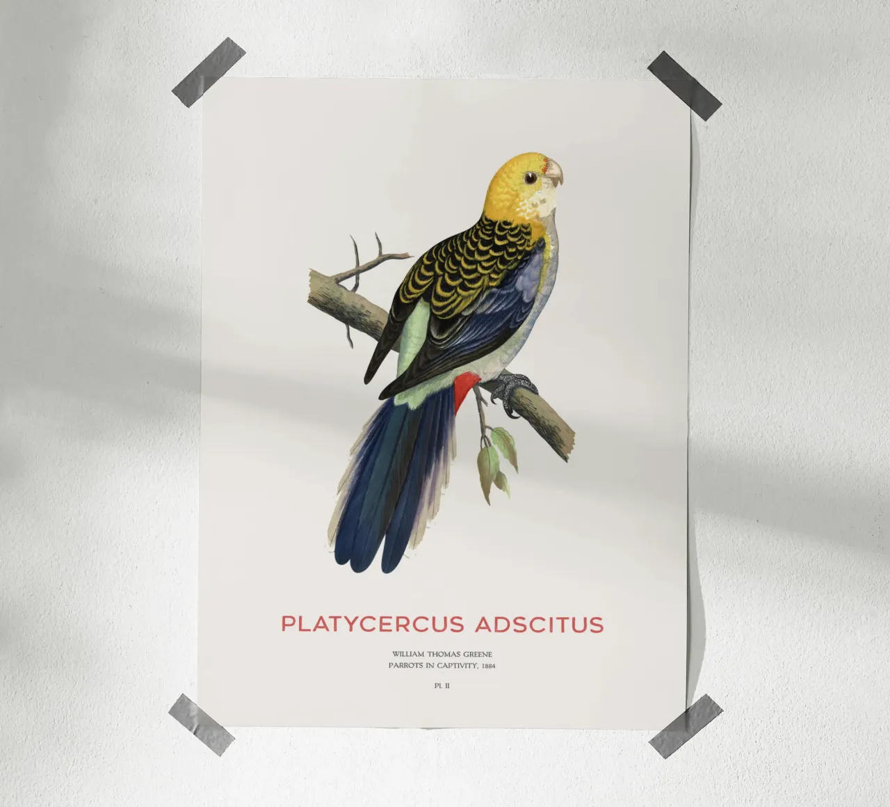 Blassköpfige Rosella oder Platycercus adscitus Hahnemühle von Vintagrafica