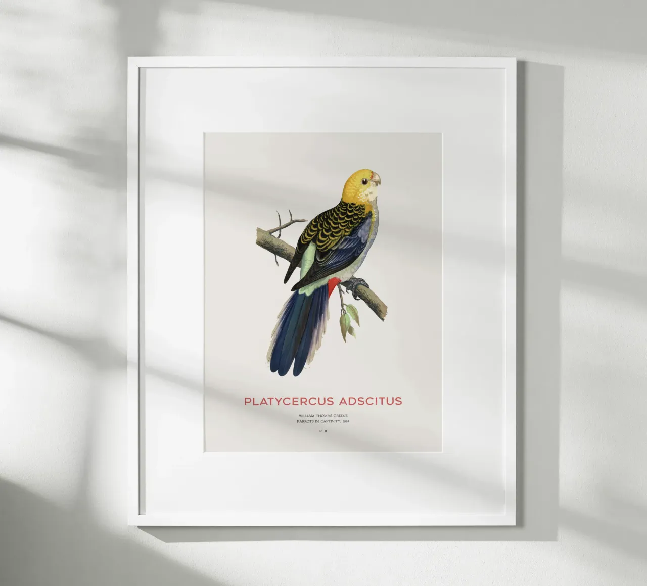 Blassköpfige Rosella oder Platycercus adscitus Hahnemühle von Vintagrafica