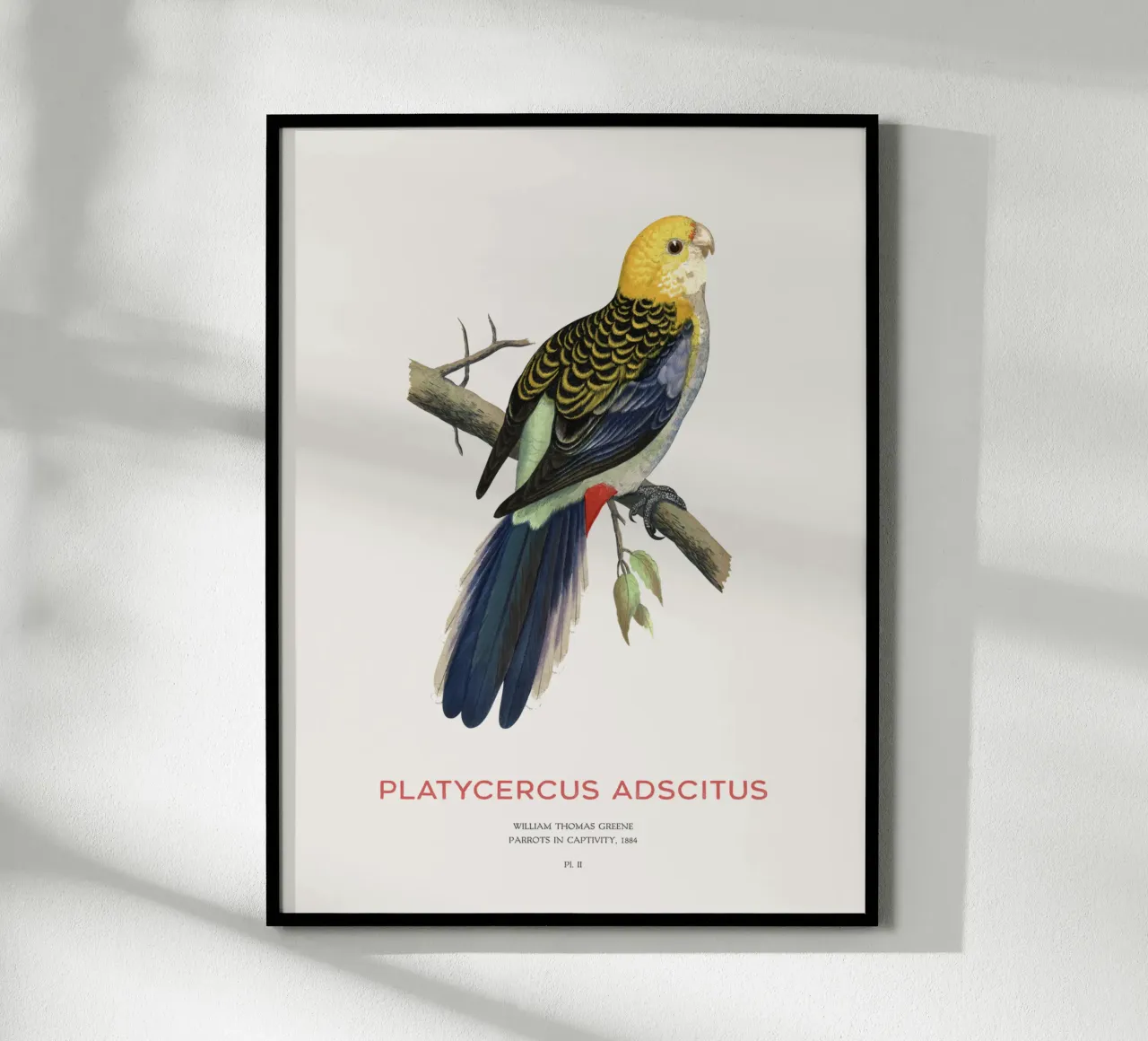Blassköpfige Rosella oder Platycercus adscitus Hahnemühle von Vintagrafica