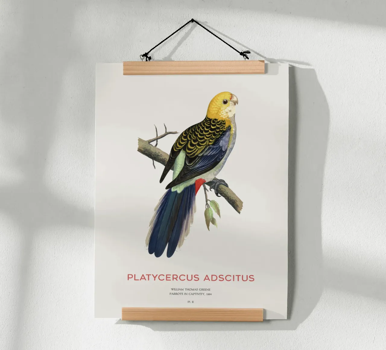 Blassköpfige Rosella oder Platycercus adscitus Hahnemühle von Vintagrafica