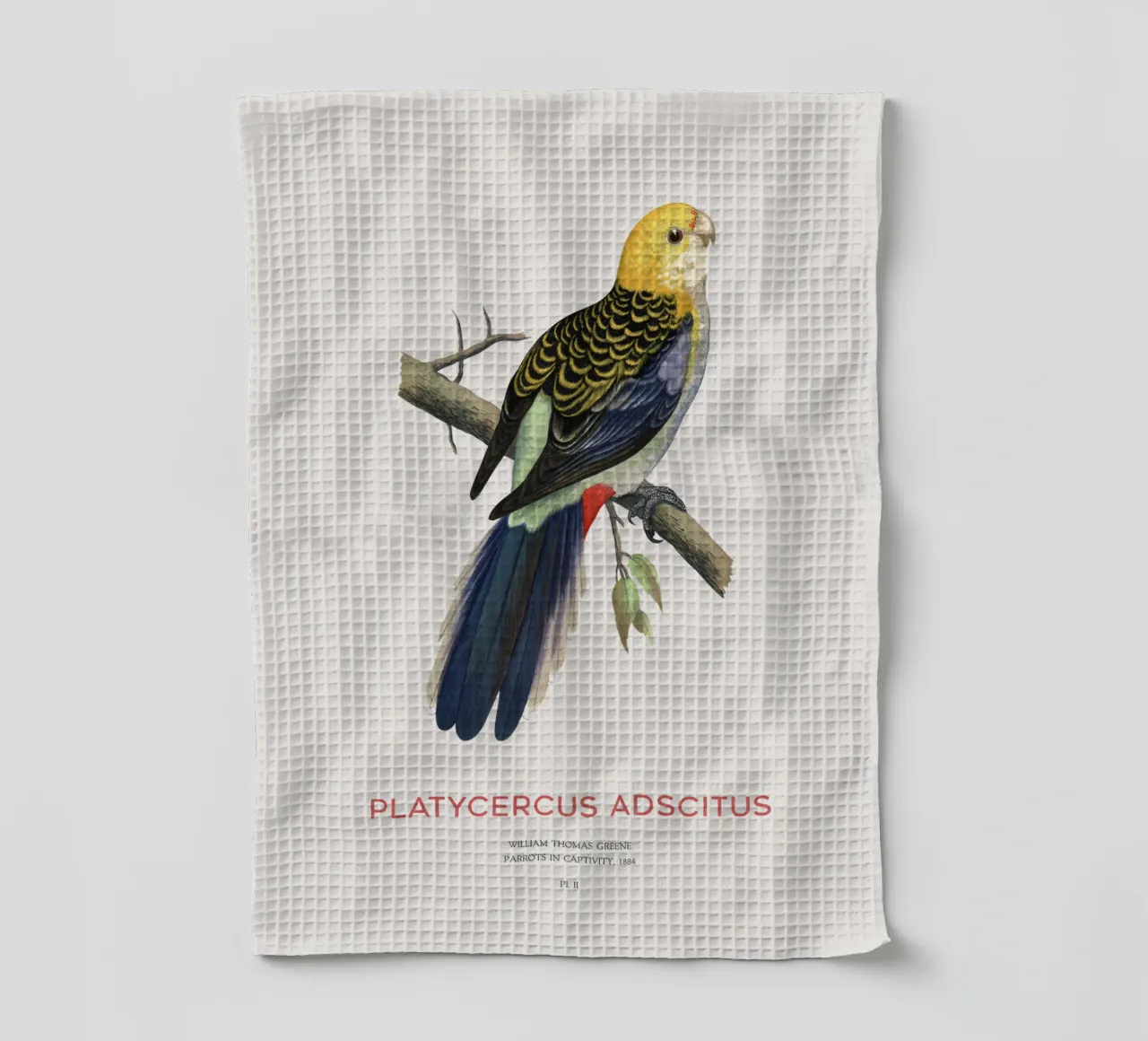 Blassköpfige Rosella oder Platycercus adscitus Geschirrtuch von Vintagrafica
