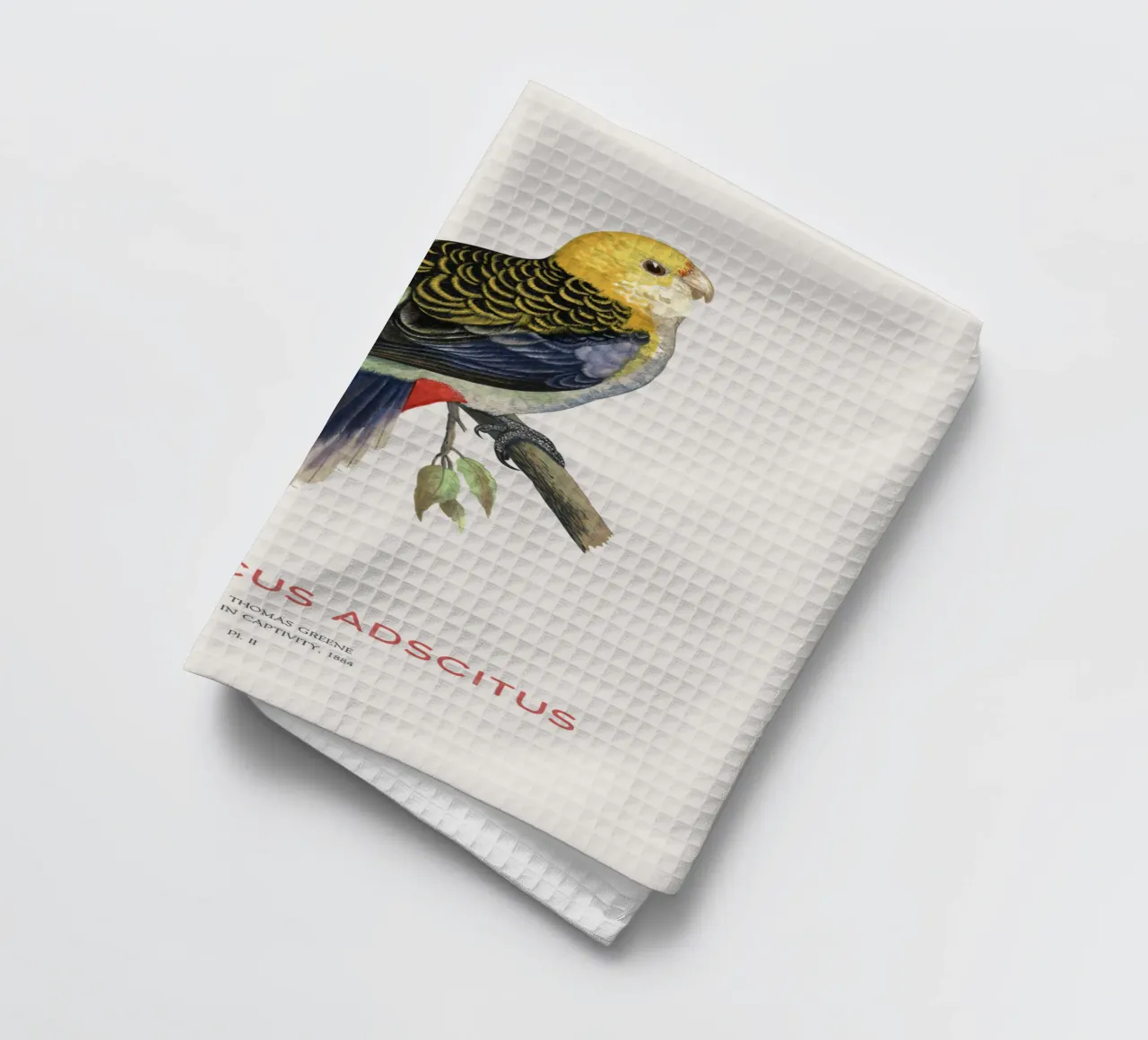 Blassköpfige Rosella oder Platycercus adscitus Geschirrtuch von Vintagrafica