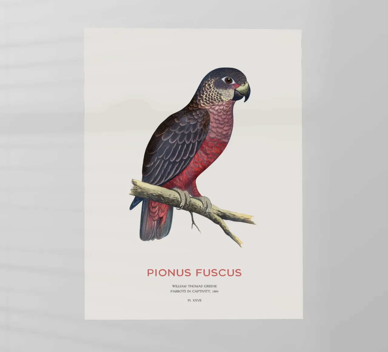 Pappagallo crepuscolare o Pionus fuscus pellicola backlit da Vintagrafica
