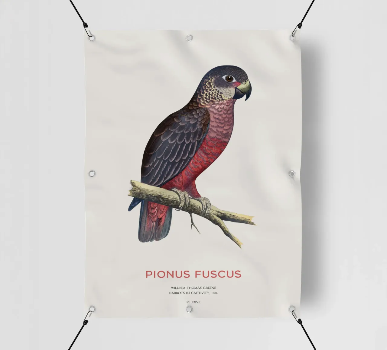 Pappagallo crepuscolare o Pionus fuscus telo in pvc da Vintagrafica