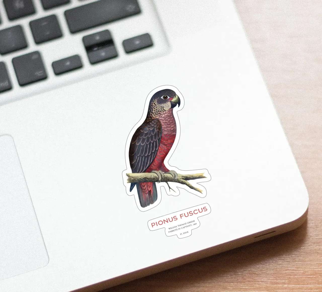 Pappagallo crepuscolare o Pionus fuscus adesivo da Vintagrafica
