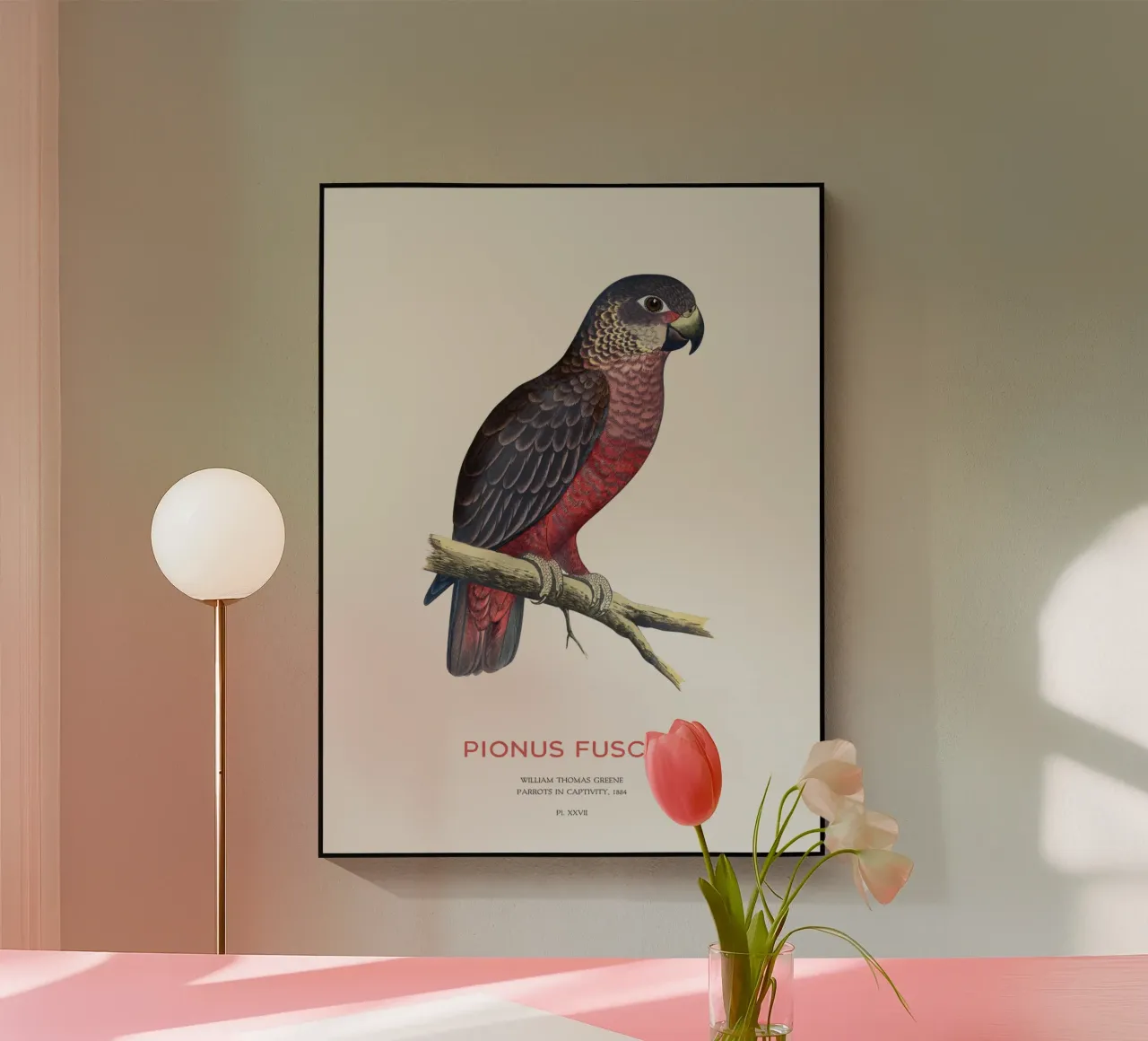 Pappagallo crepuscolare o Pionus fuscus plexiglass da Vintagrafica