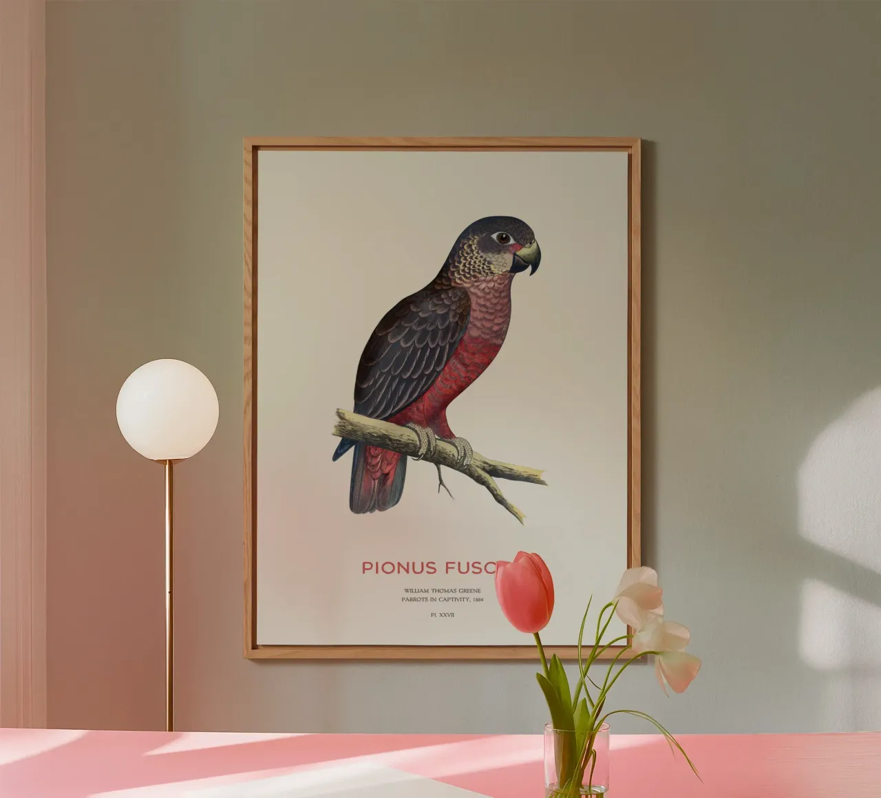 Pappagallo crepuscolare o Pionus fuscus alluminio dibond da Vintagrafica
