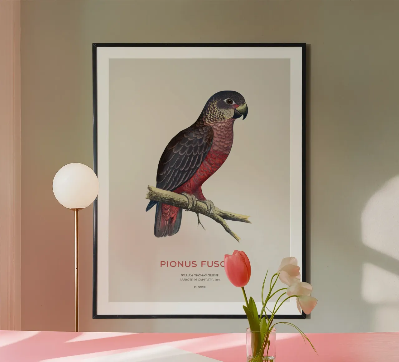 Pappagallo crepuscolare o Pionus fuscus poster con telaio in plastica da Vintagrafica