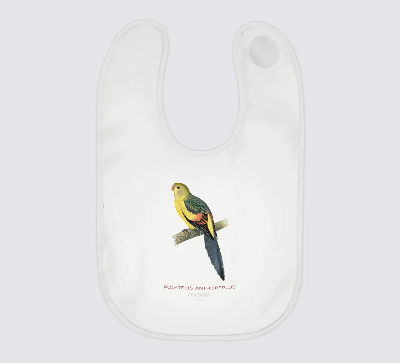 Königssittich oder Polytelis anthopeplus Babylätzchen von Vintagrafica