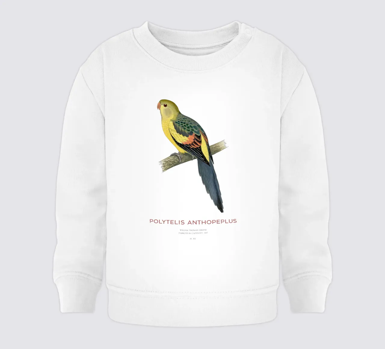 Pappagallo reggente o Polytelis anthopeplus felpa neonato da Vintagrafica