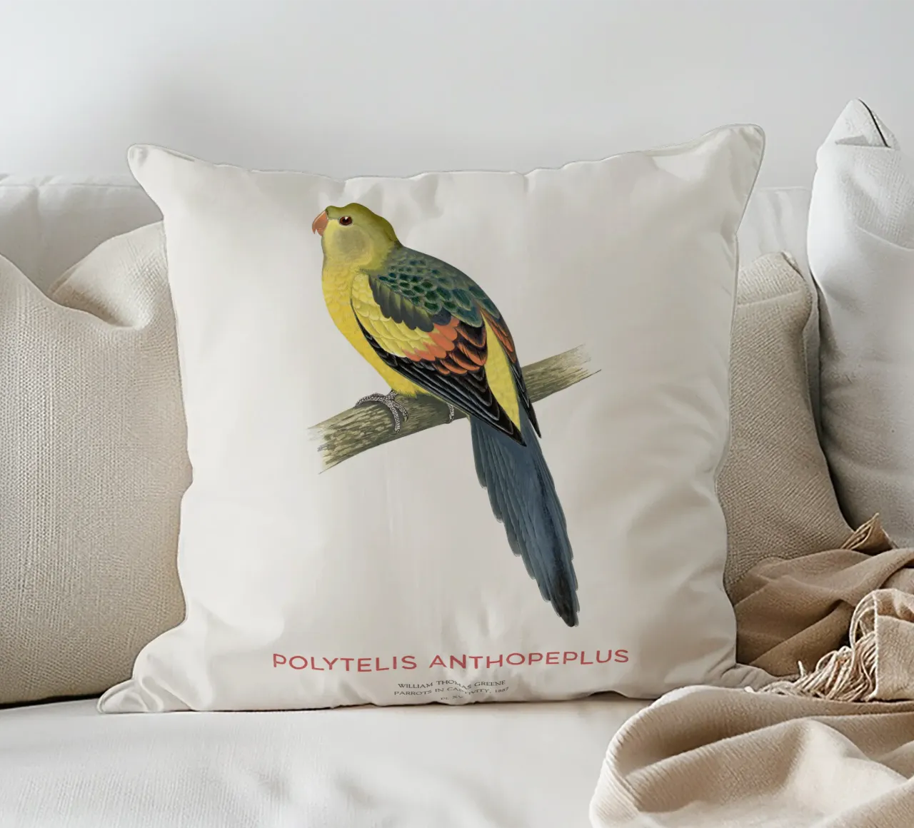 Pappagallo reggente o Polytelis anthopeplus cuscino da Vintagrafica