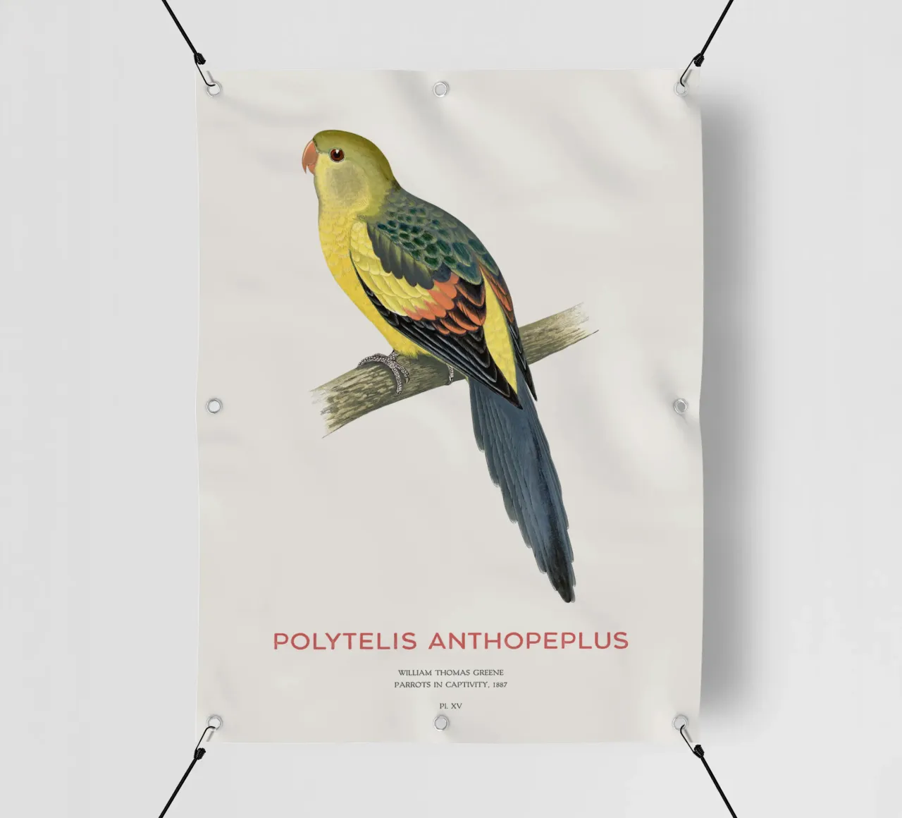 Pappagallo reggente o Polytelis anthopeplus telo in pvc da Vintagrafica