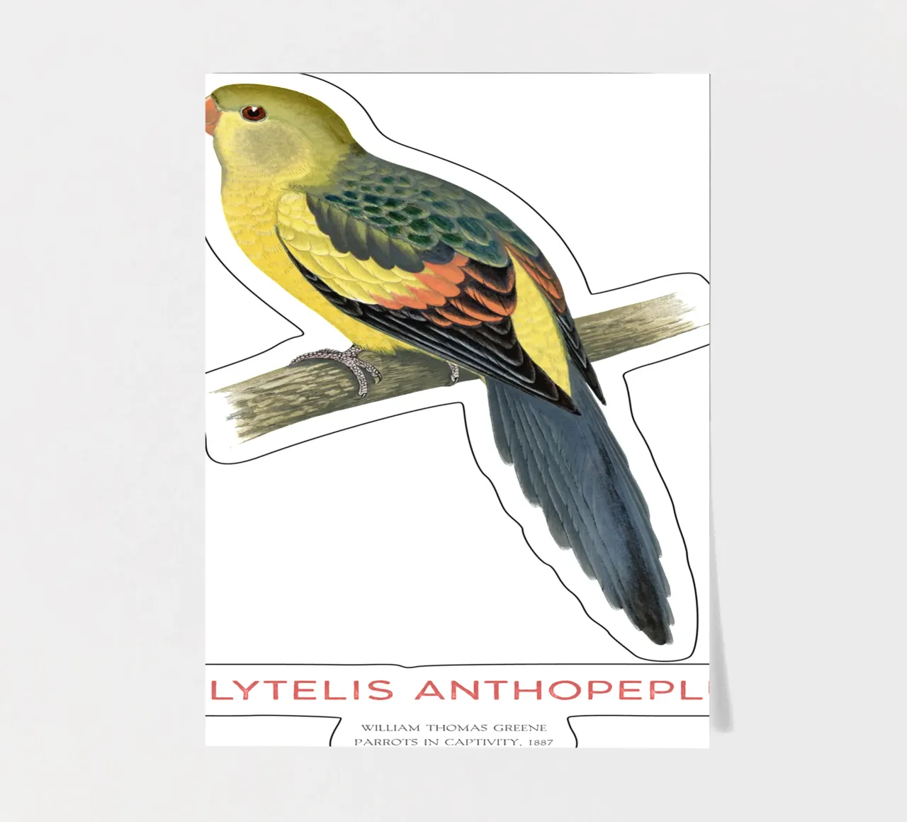 Königssittich oder Polytelis anthopeplus Stickerbogen von Vintagrafica