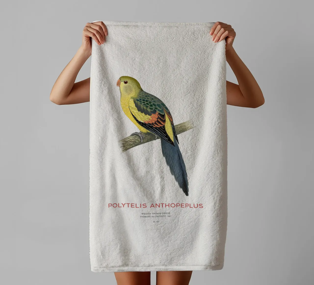 Königssittich oder Polytelis anthopeplus Handtuch von Vintagrafica
