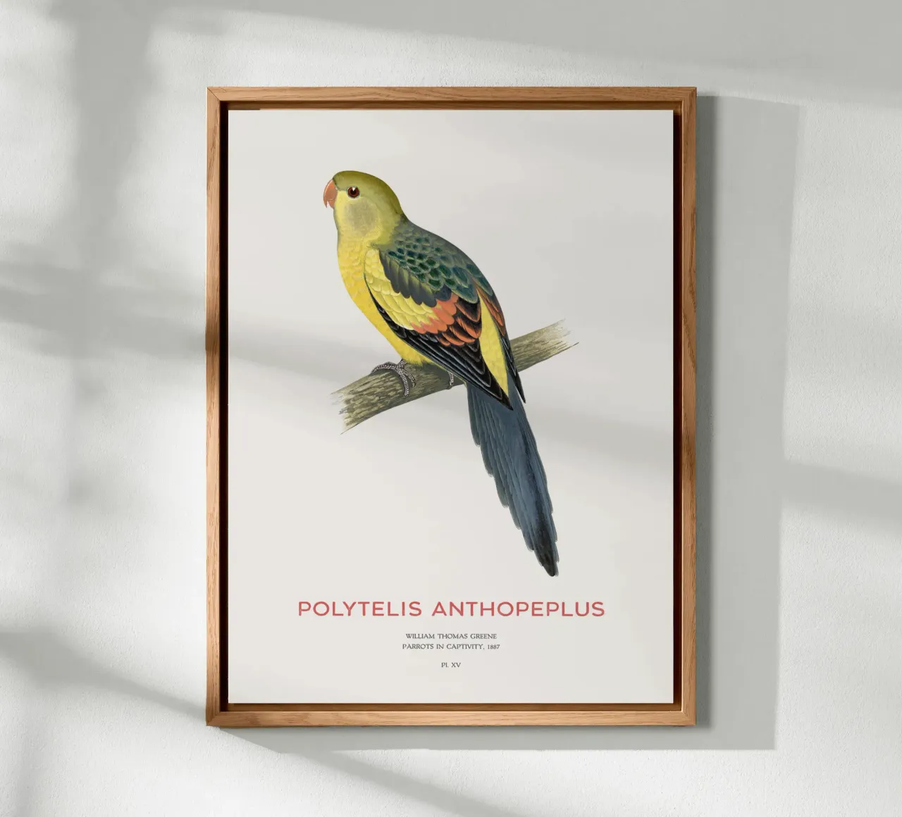 Pappagallo reggente o Polytelis anthopeplus alluminio dibond da Vintagrafica