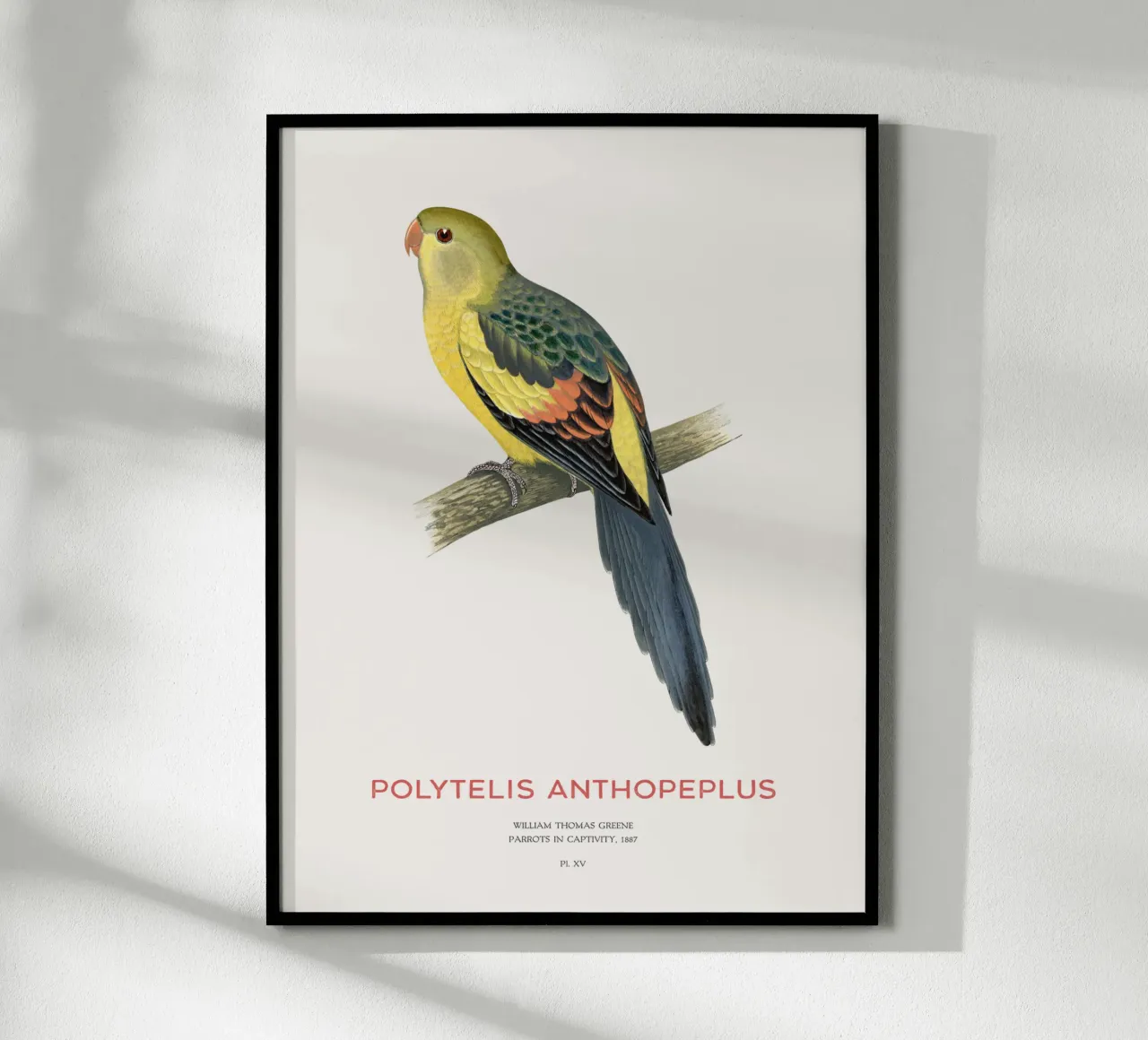 Königssittich oder Polytelis anthopeplus Hahnemühle von Vintagrafica