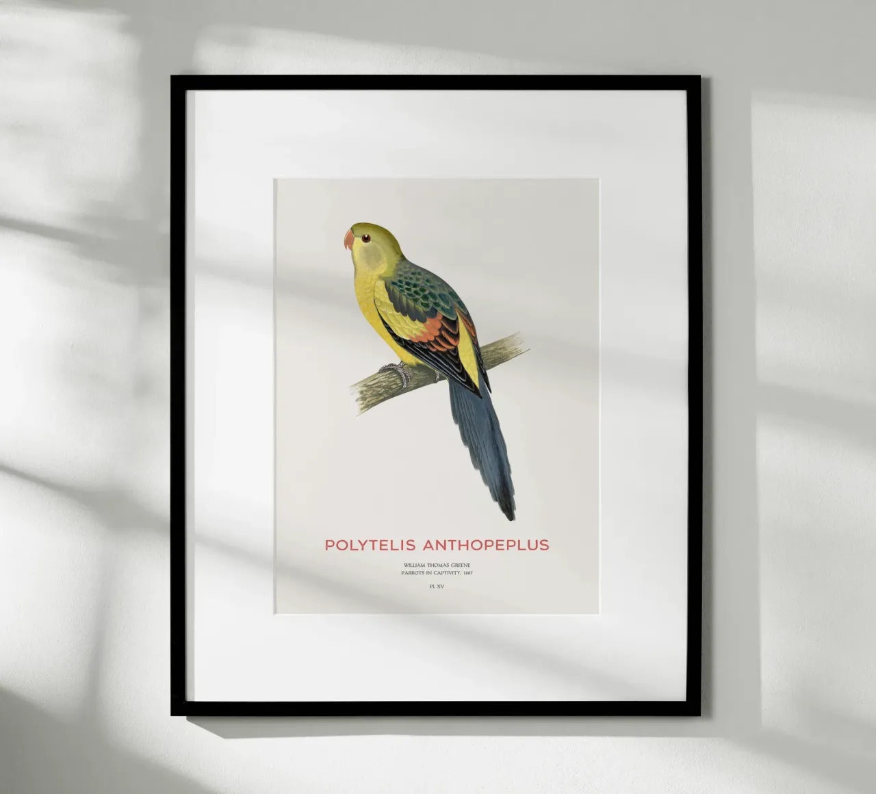 Königssittich oder Polytelis anthopeplus Hahnemühle von Vintagrafica