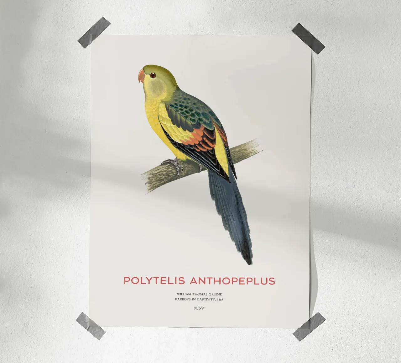 Königssittich oder Polytelis anthopeplus Hahnemühle von Vintagrafica