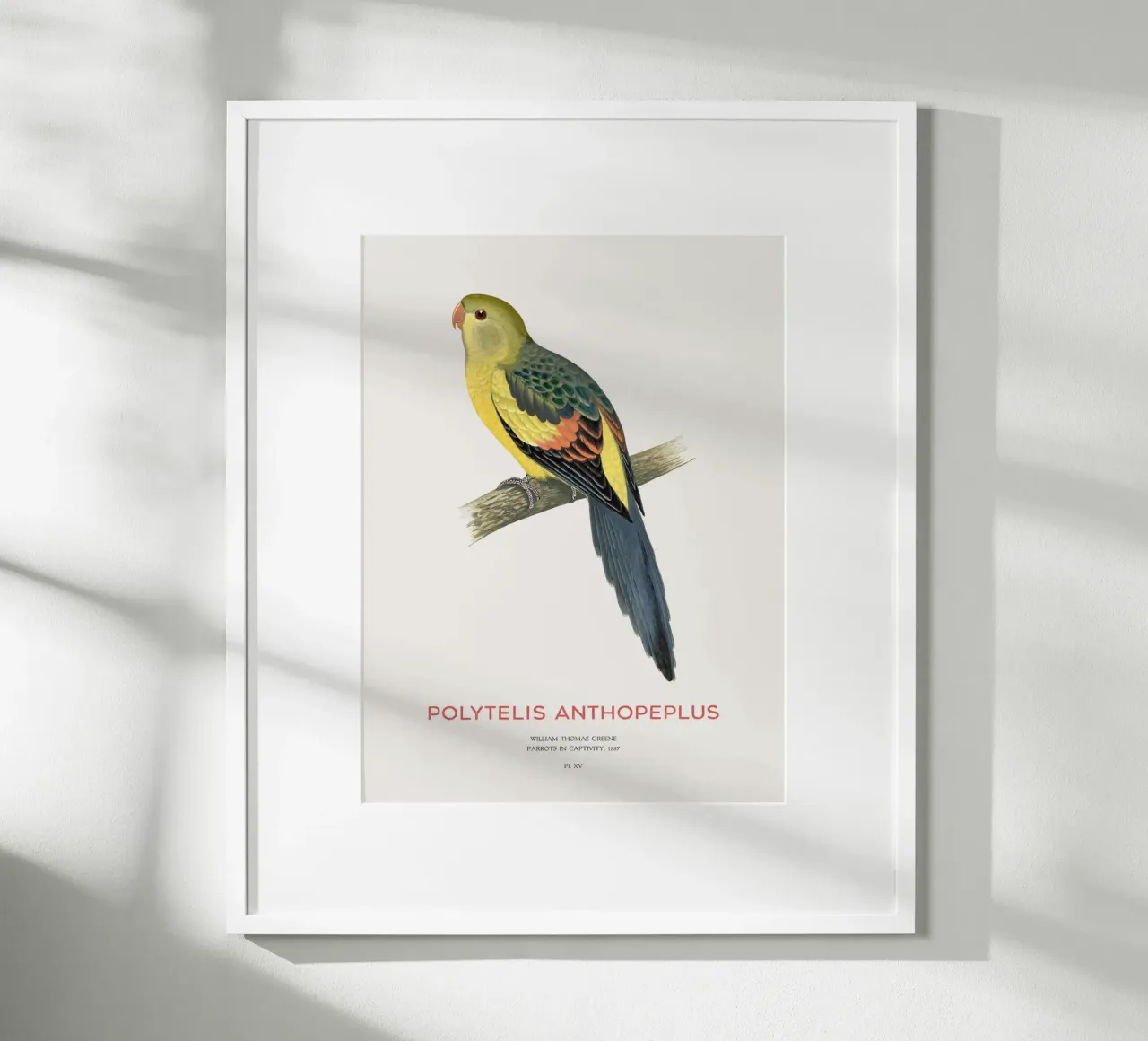 Königssittich oder Polytelis anthopeplus Hahnemühle von Vintagrafica