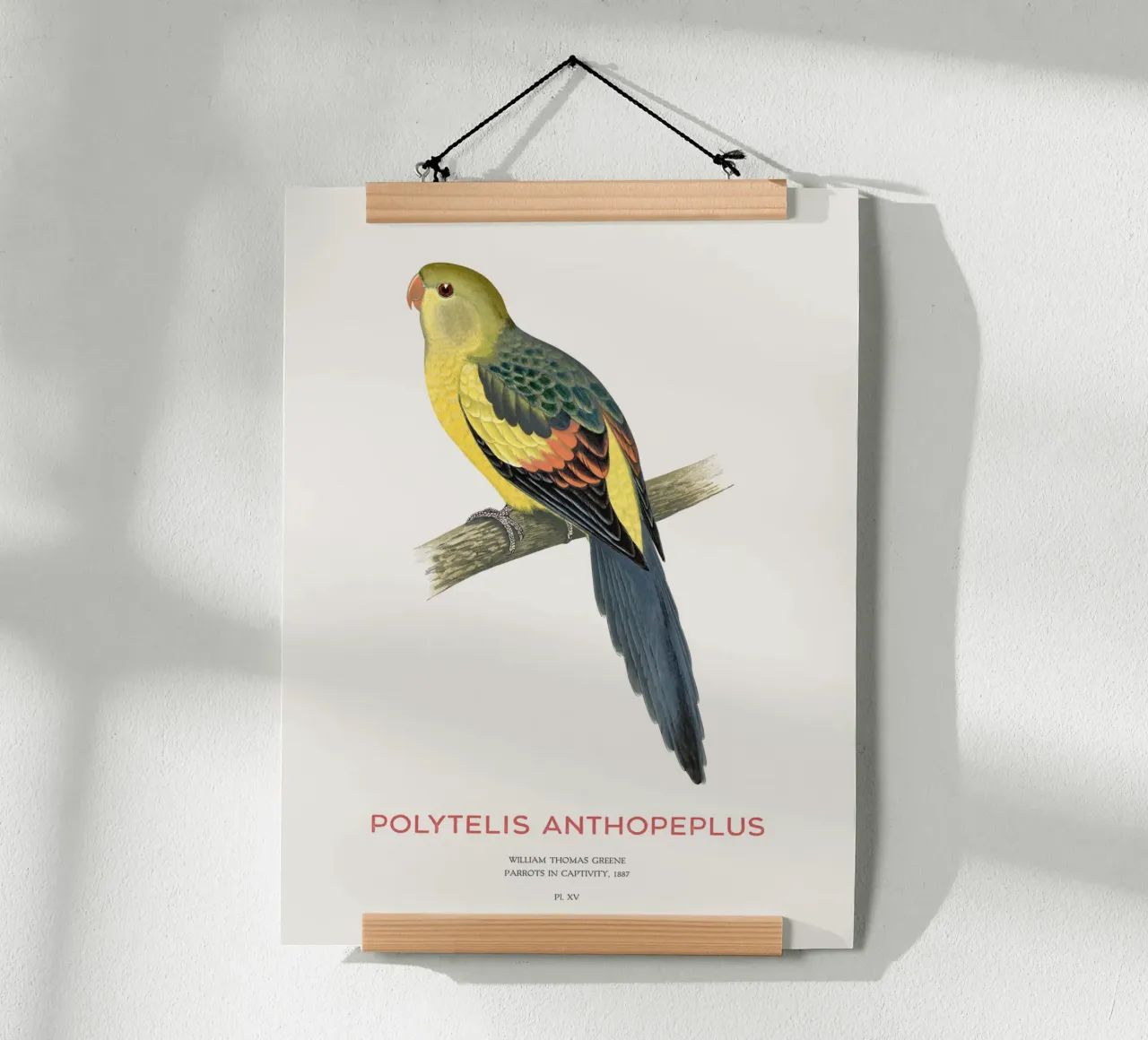 Königssittich oder Polytelis anthopeplus Hahnemühle von Vintagrafica