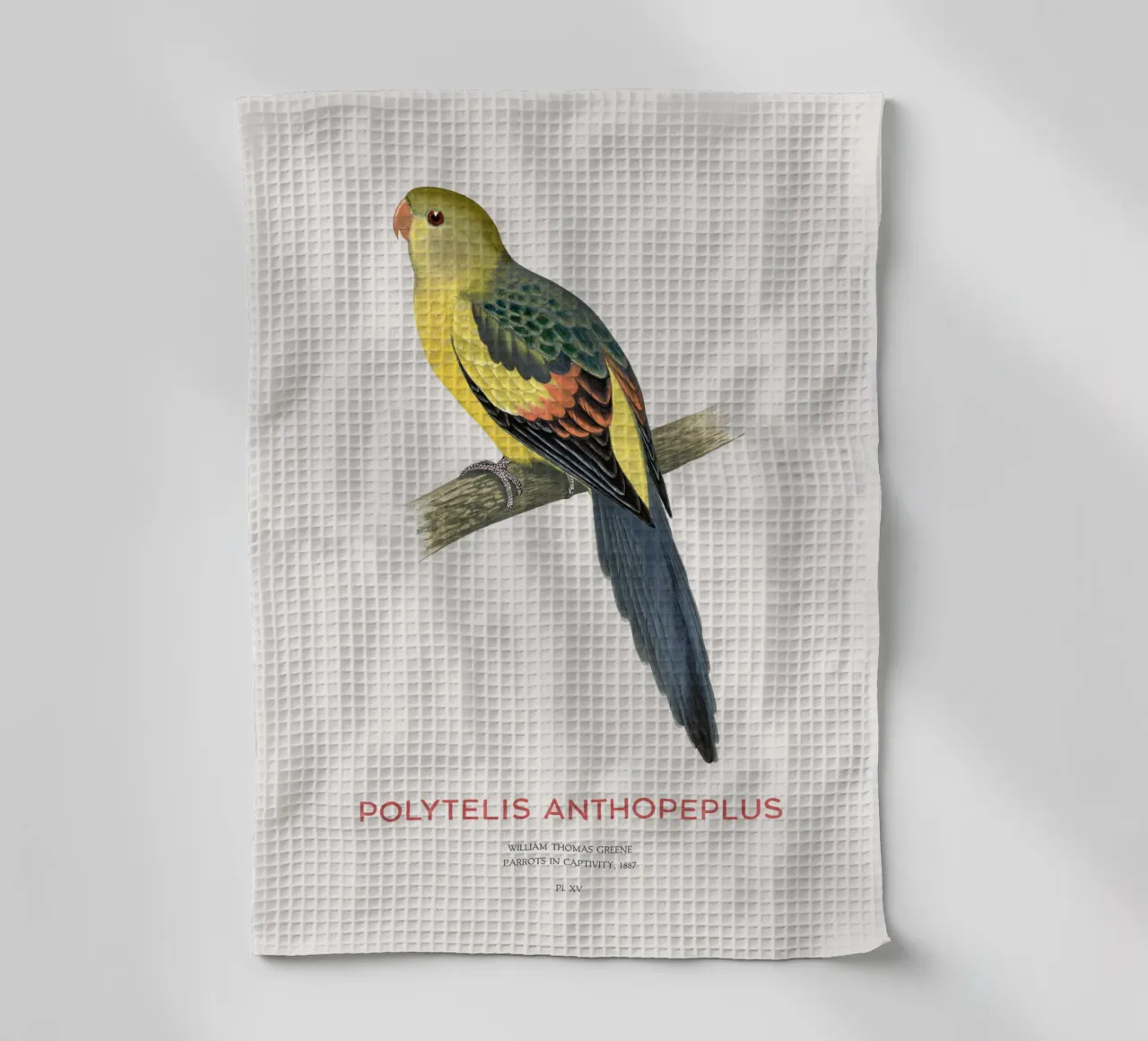 Königssittich oder Polytelis anthopeplus Geschirrtuch von Vintagrafica