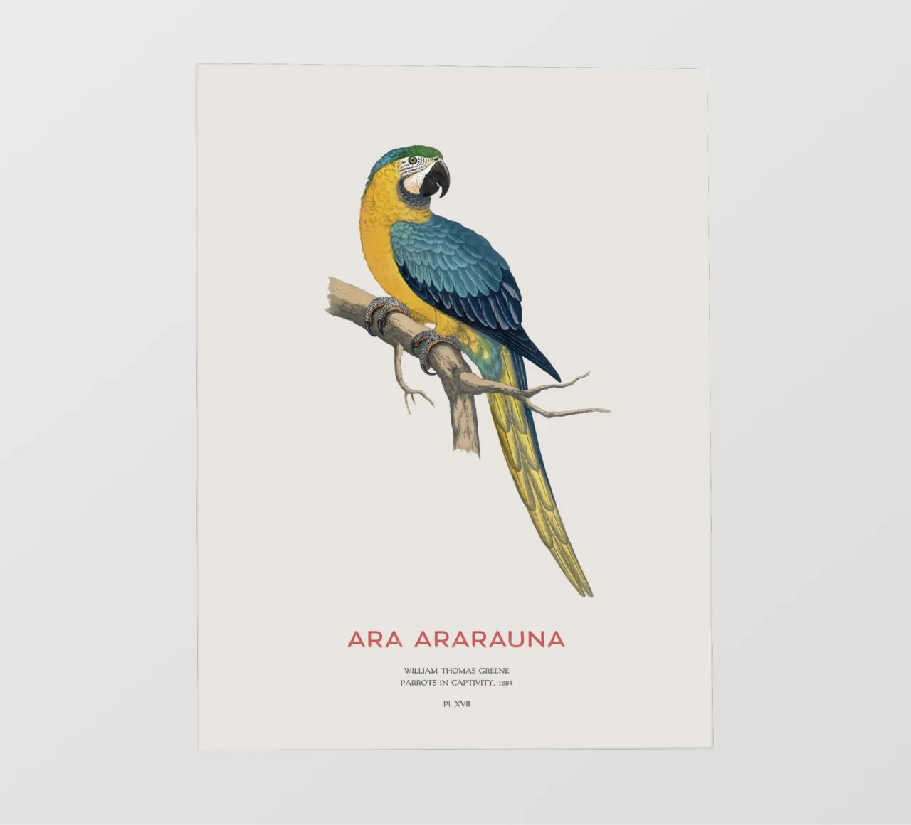 Blue and yellow macaw or Ara ararauna backlit film by Vintagrafica