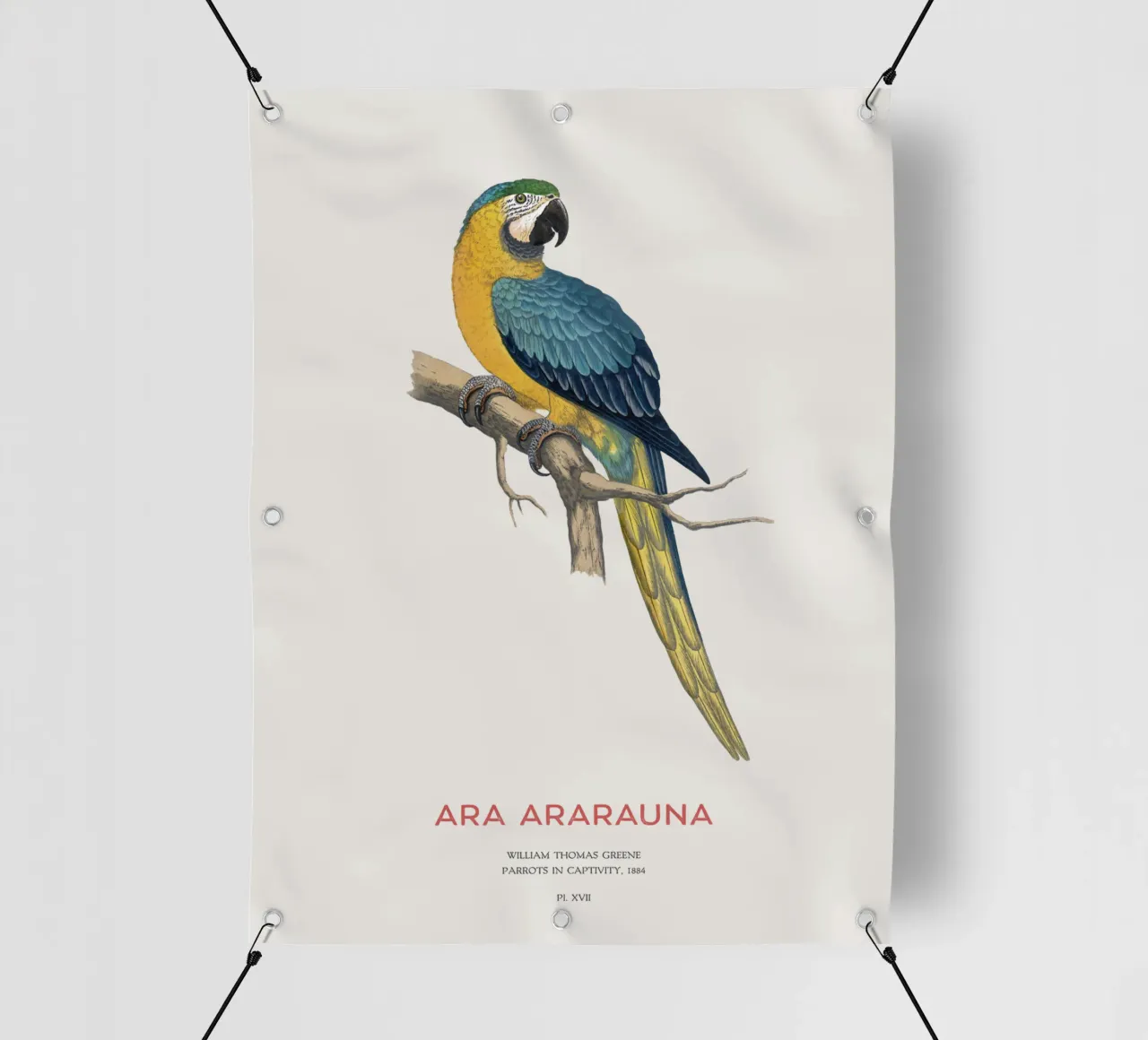 Ara blu e gialla o Ara ararauna telo in pvc da Vintagrafica