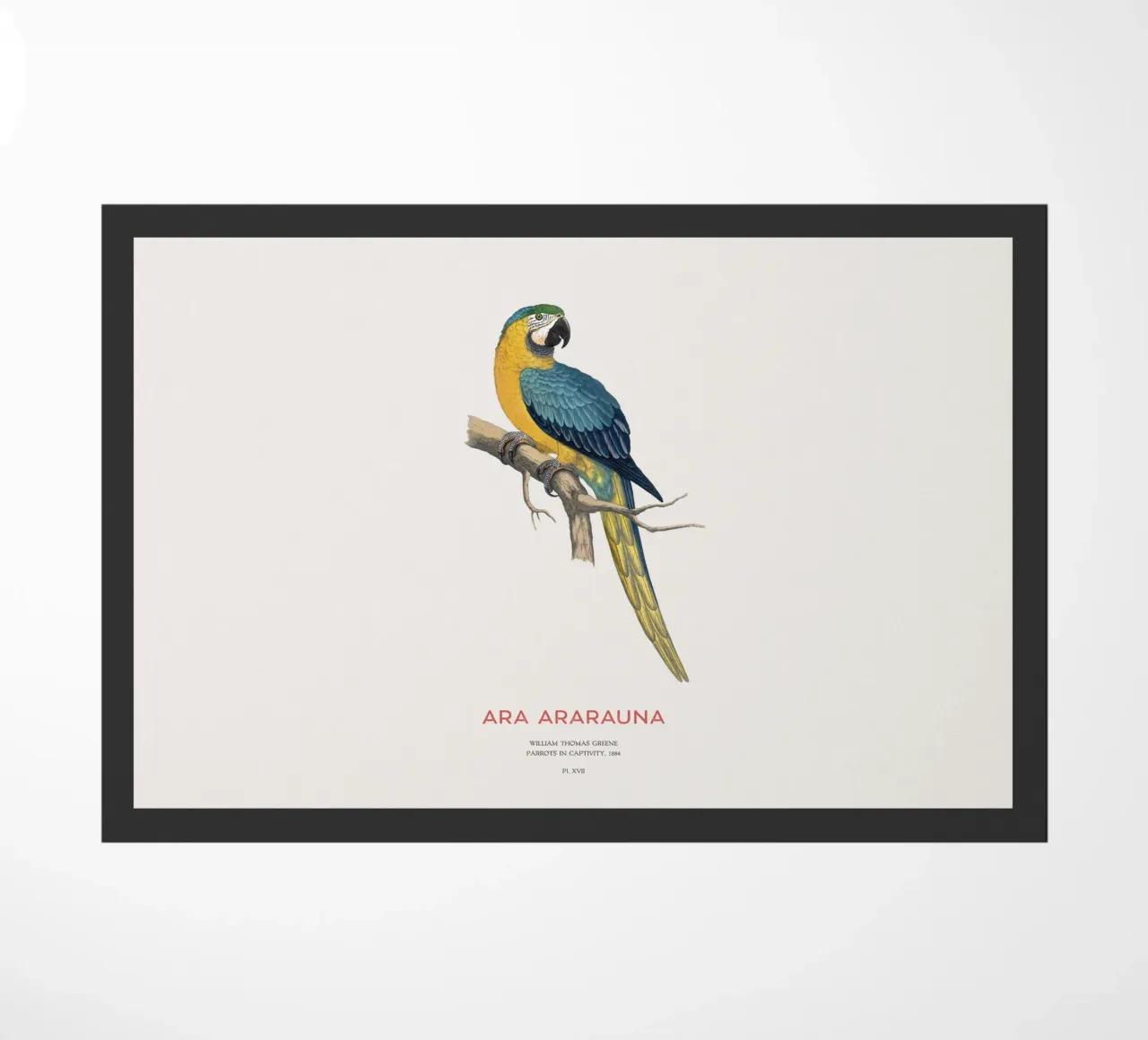 Ara blu e gialla o Ara ararauna zerbino da Vintagrafica