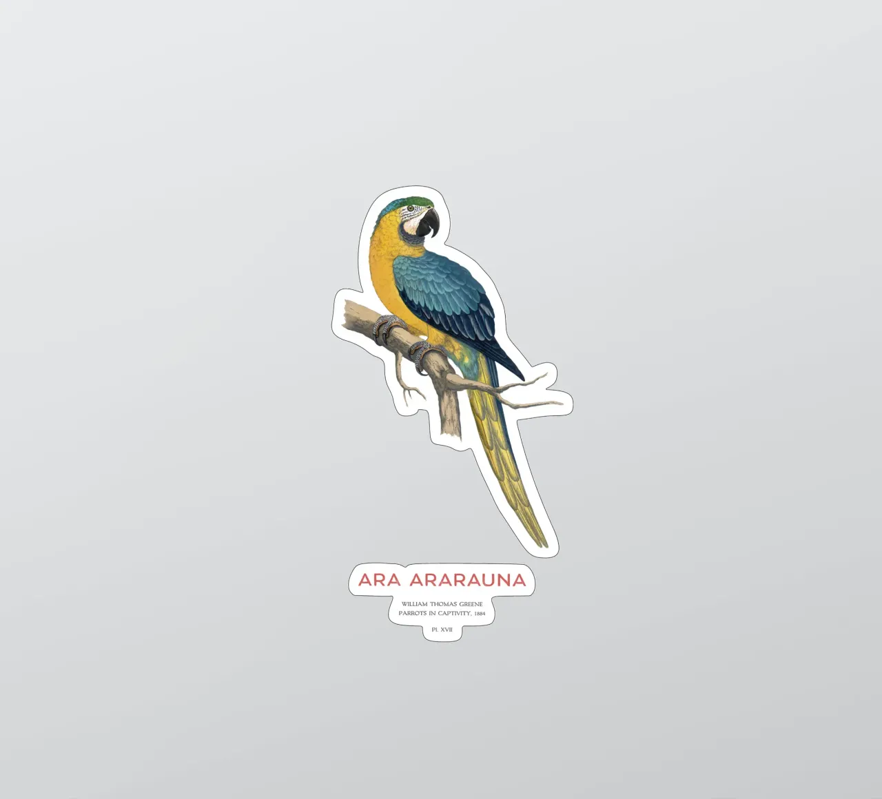 Blue and yellow macaw or Ara ararauna sticker by Vintagrafica