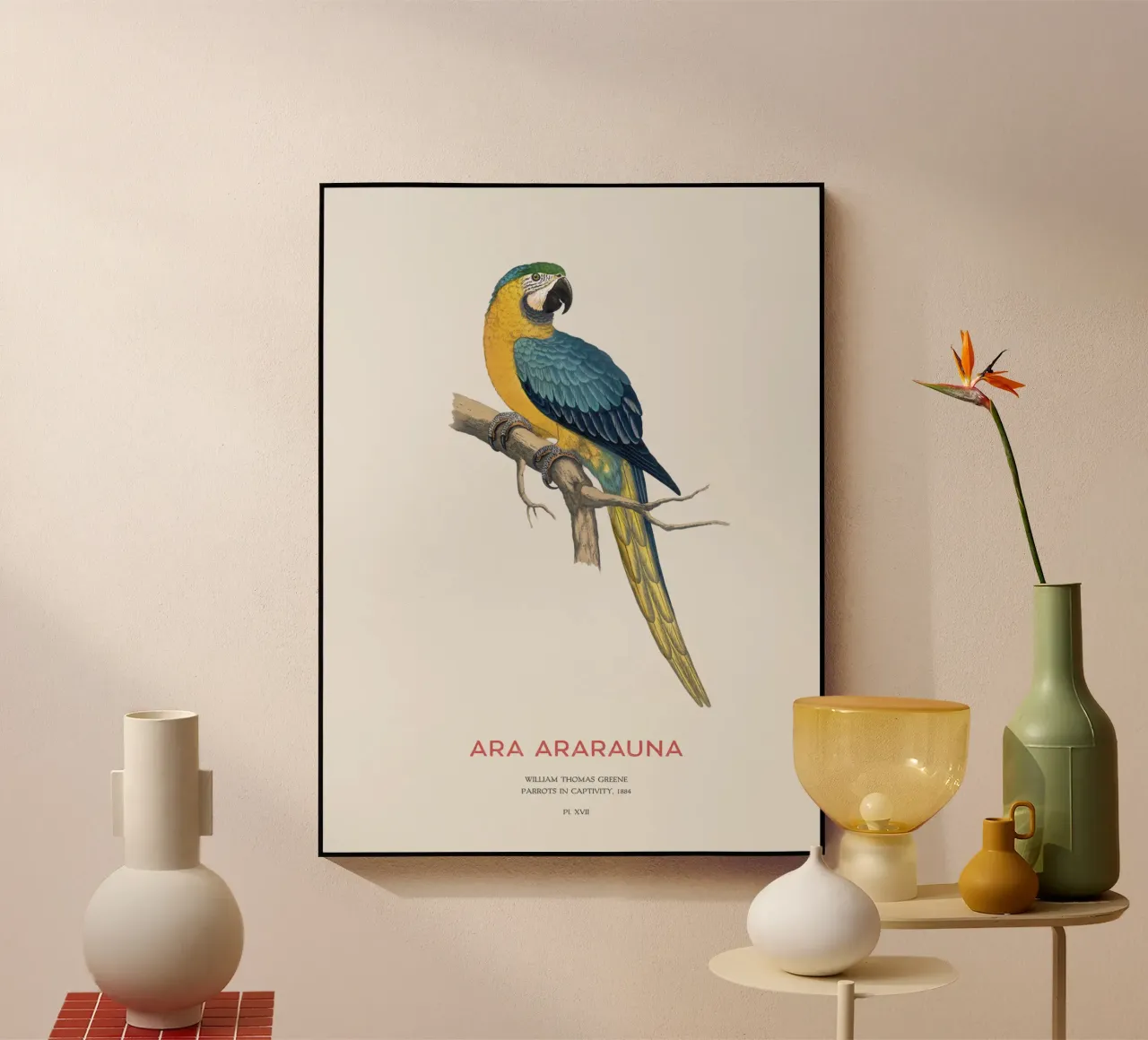 Blue and yellow macaw or Ara ararauna acrylic glass by Vintagrafica