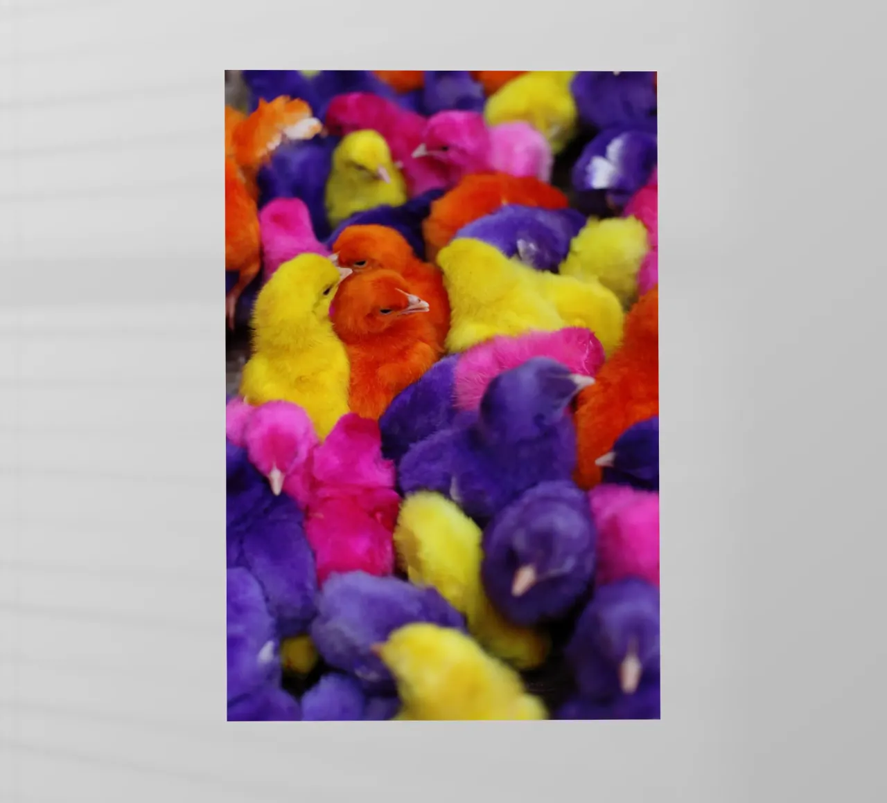 Pulcini colorati in Iran pellicola backlit da fotokunst